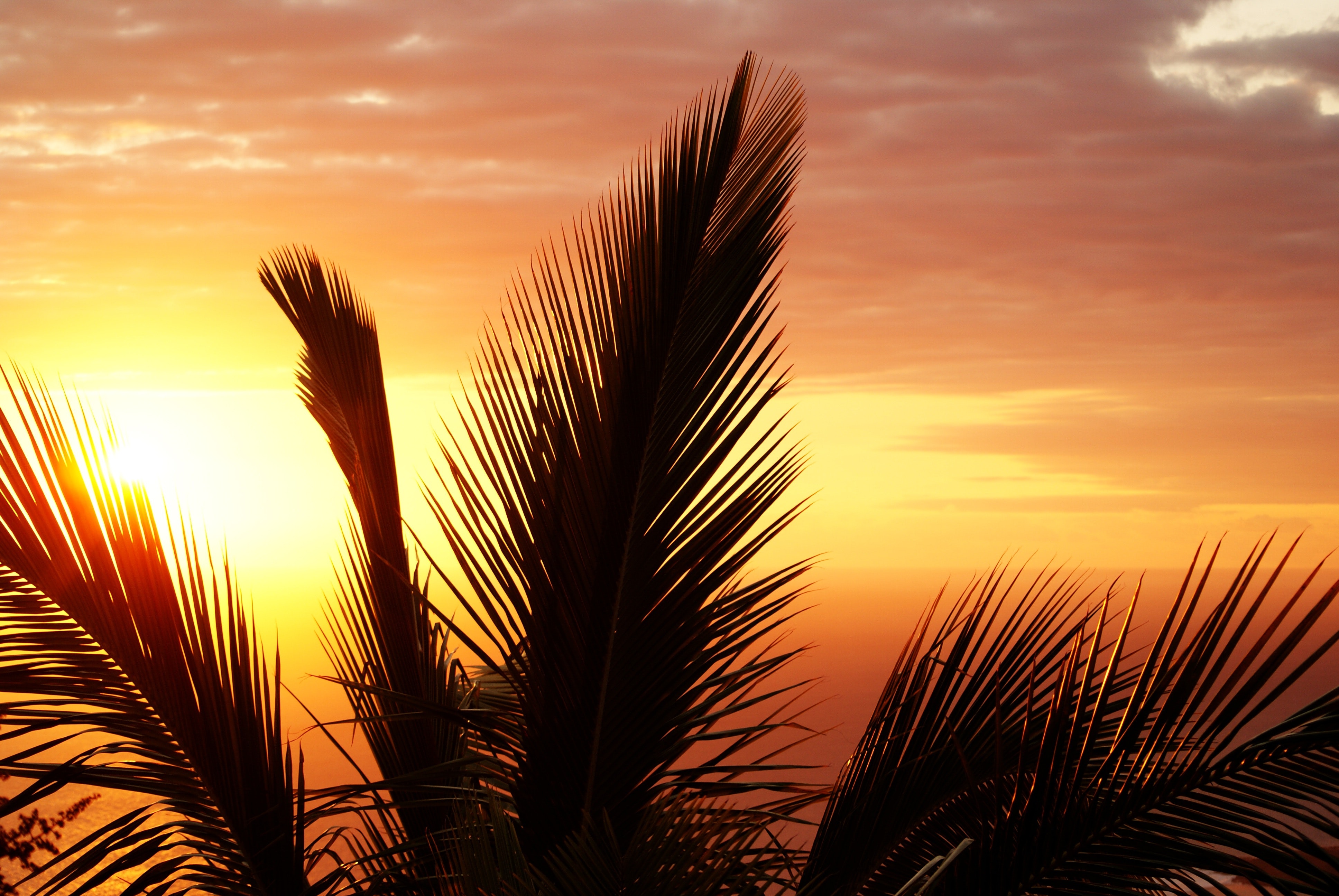 Palm Trees Sunset Beach Silhouette Ocean View 3872x2592
