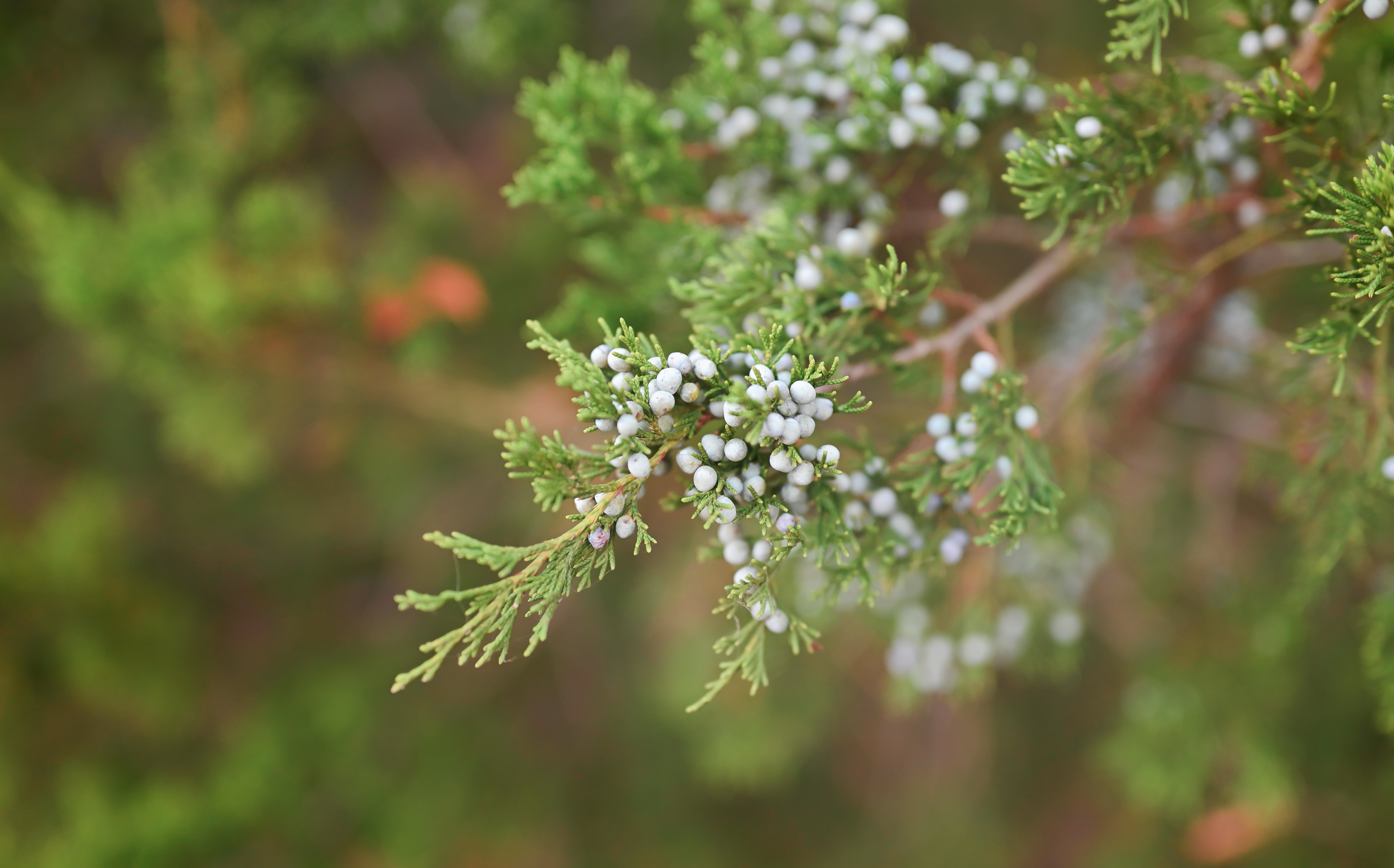 Nature Plants Trees Outdoors Pine Trees Berries Forest 6016x3746