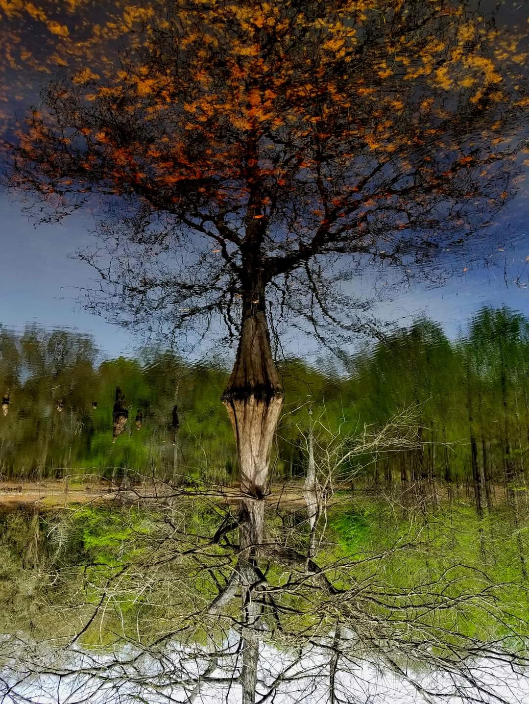 Nature Landscape Reflection Upside Down Water Trees Fall Branch Fallen Leaves Portrait Display 1080x1436