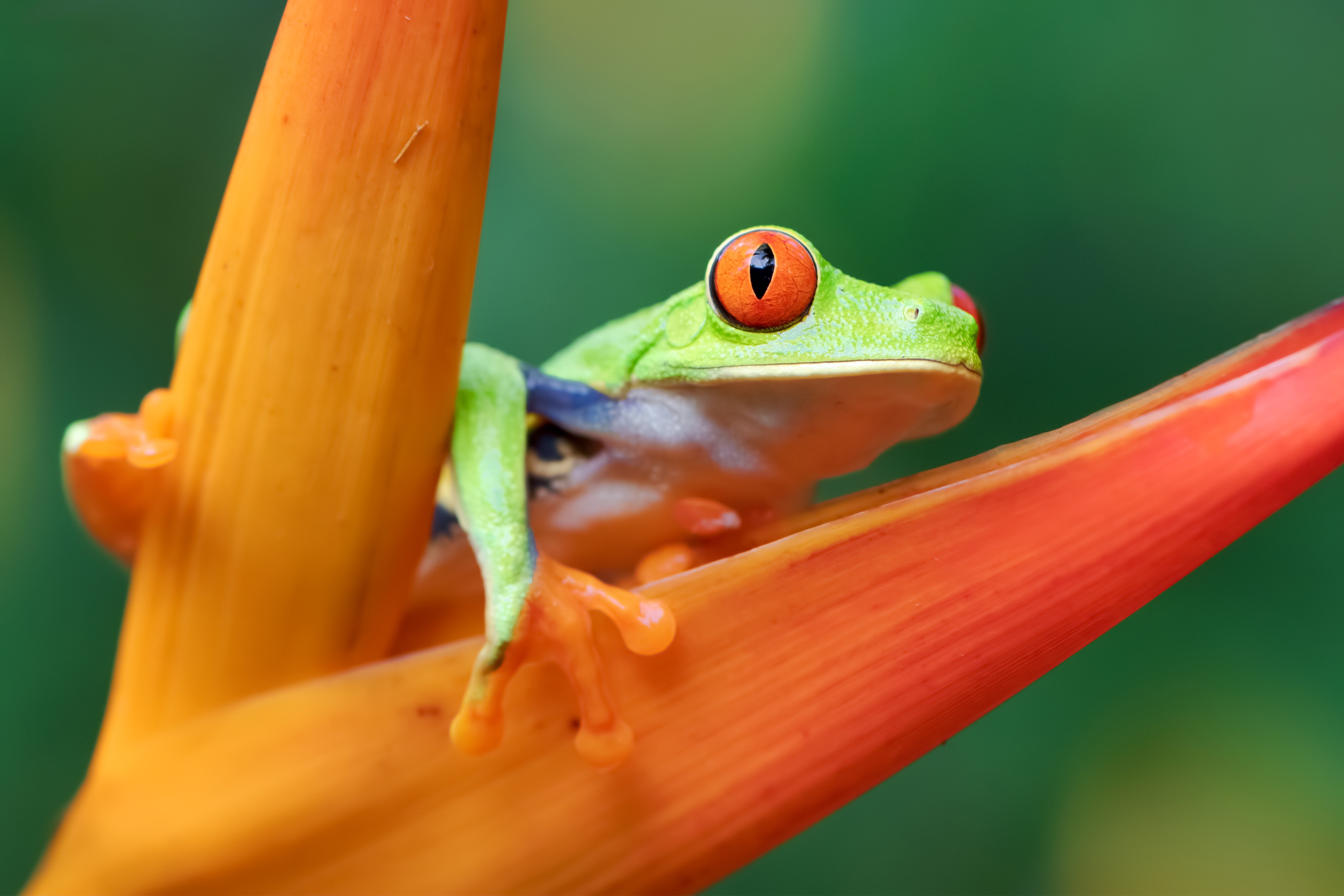 Red Eyed Tree Frog Frog Amphibian 2800x1867