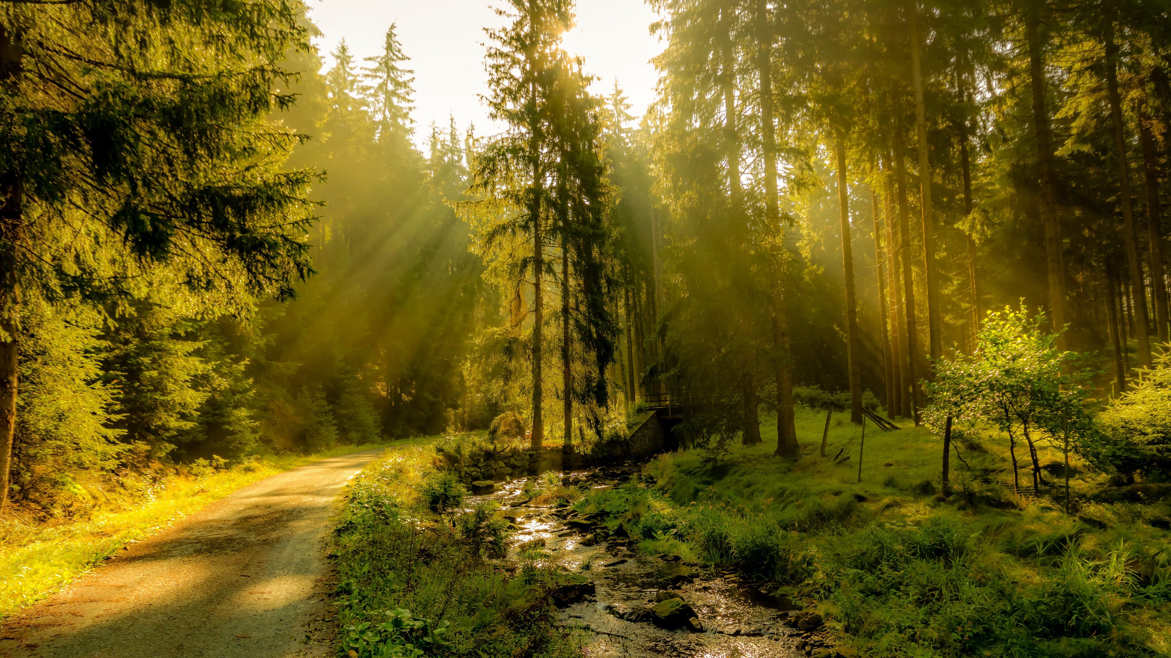 Nature Outdoors Sun Rays Trees Forest 3840x2160