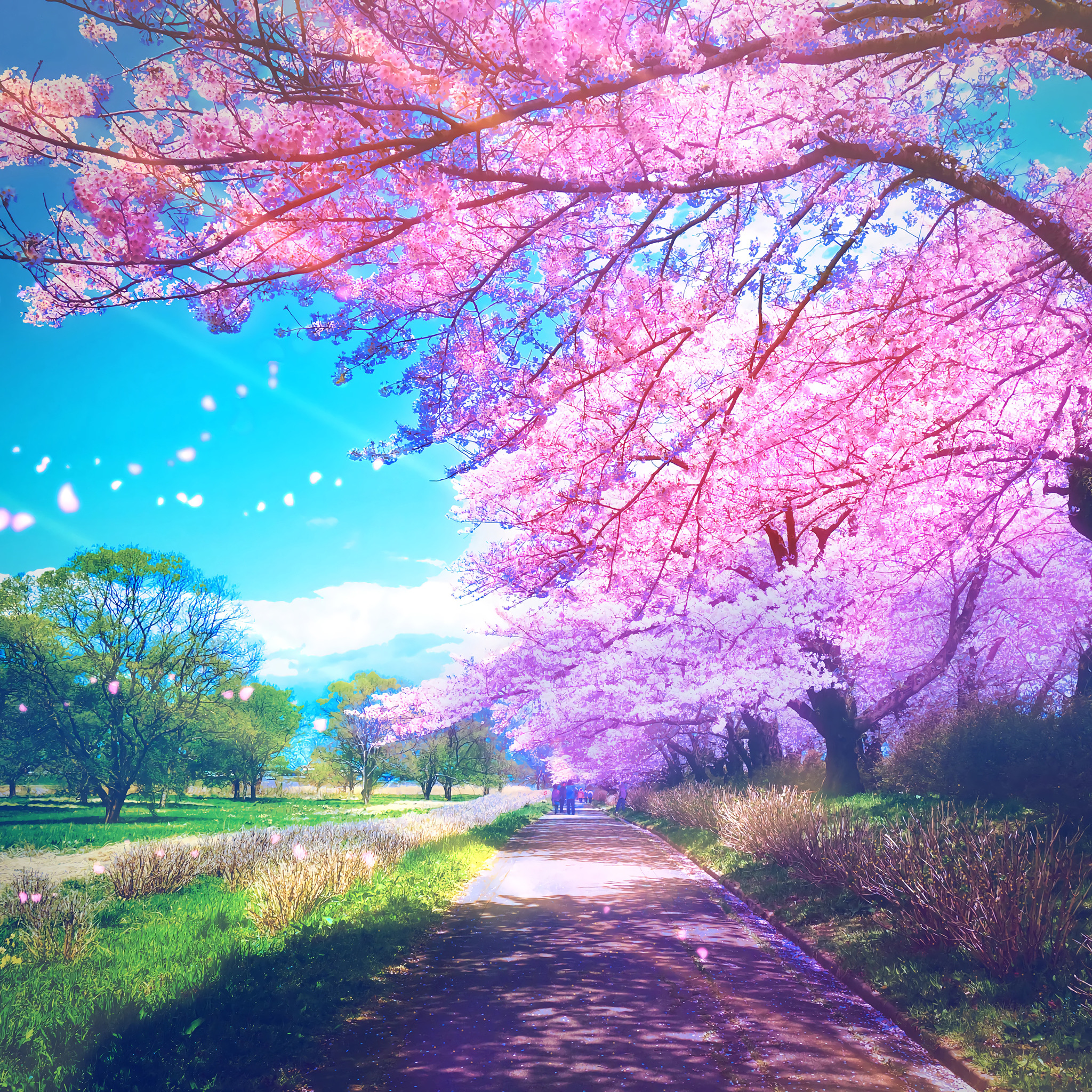 Anime Trees Plants Path Pathway Cherry Blossom Wallpaper -  Resolution:2048x2048 - ID:1279738 