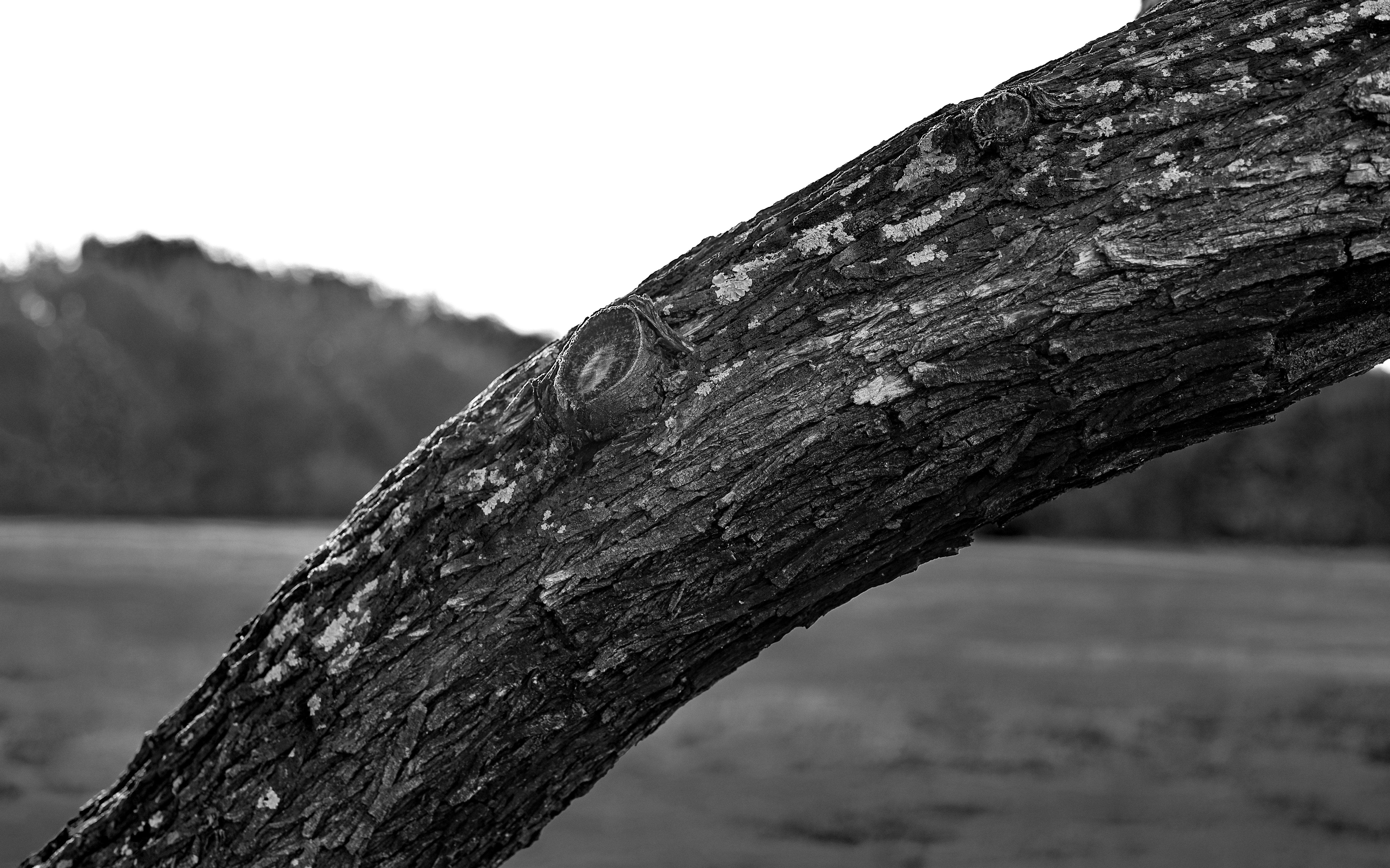 Nature Trees Tree Bark Monochrome Outdoors Contrast Photography Depth Of Field 5558x3471