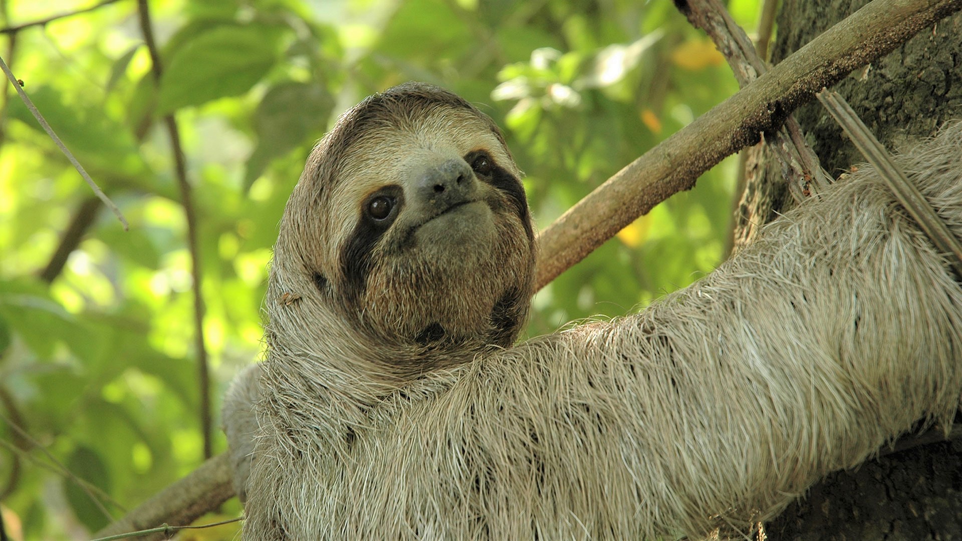 Animal Sloth Wildlife 1920x1080