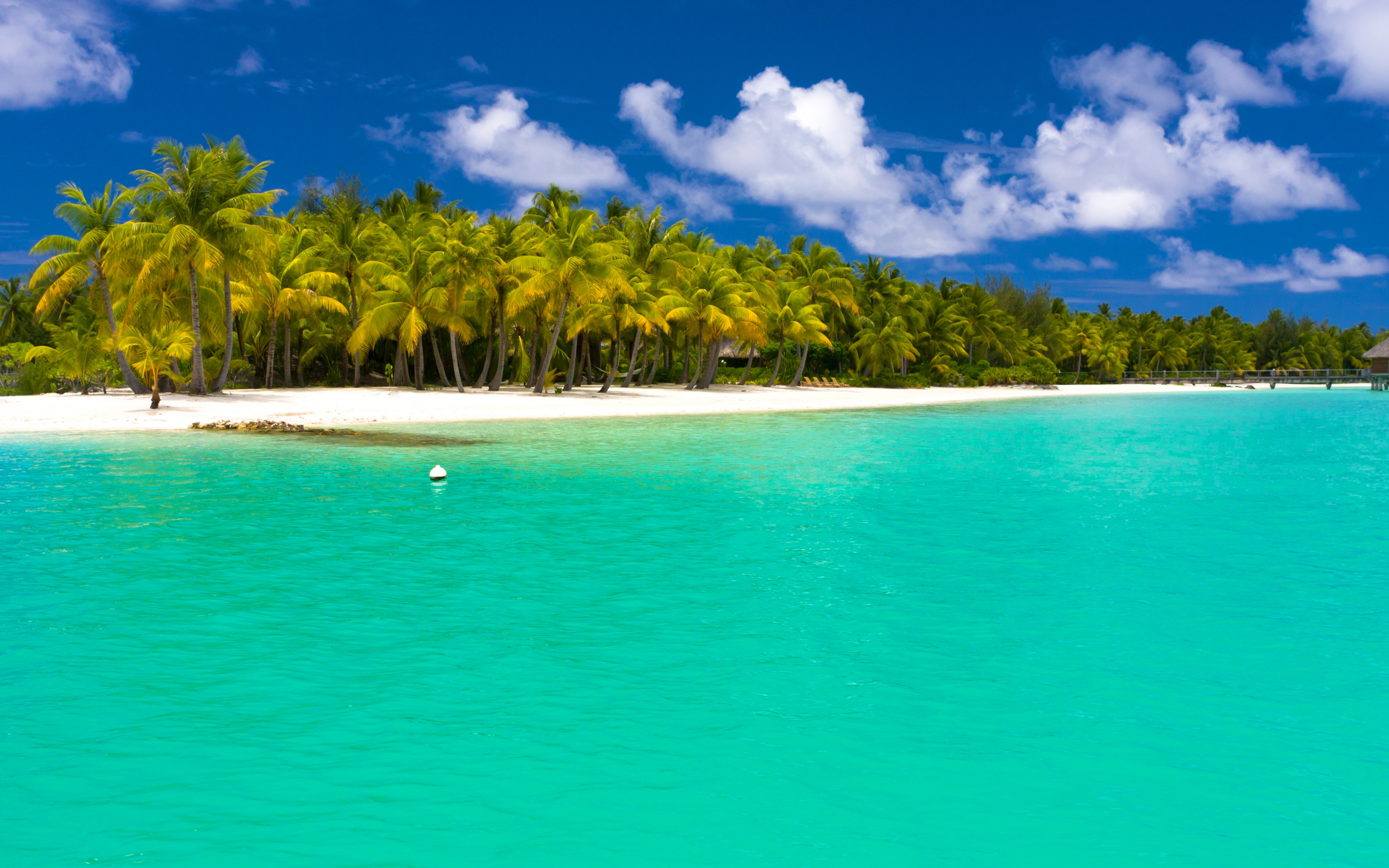 Ocean Sea Turquoise Maldives Palm Tree 3840x2400