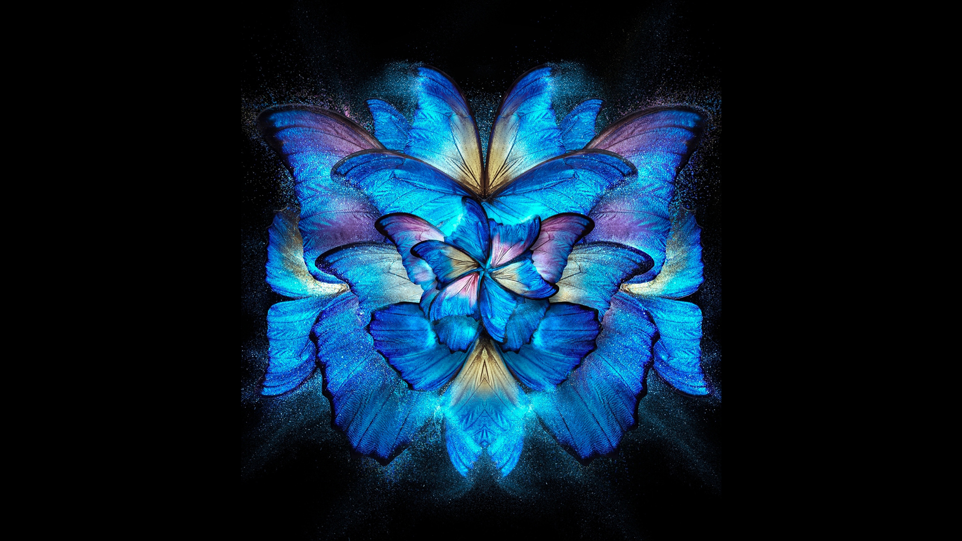 Flowers Black Background Blue Butterfly Wallpaper - Resolution:1920x1080 -  ID:1292402 