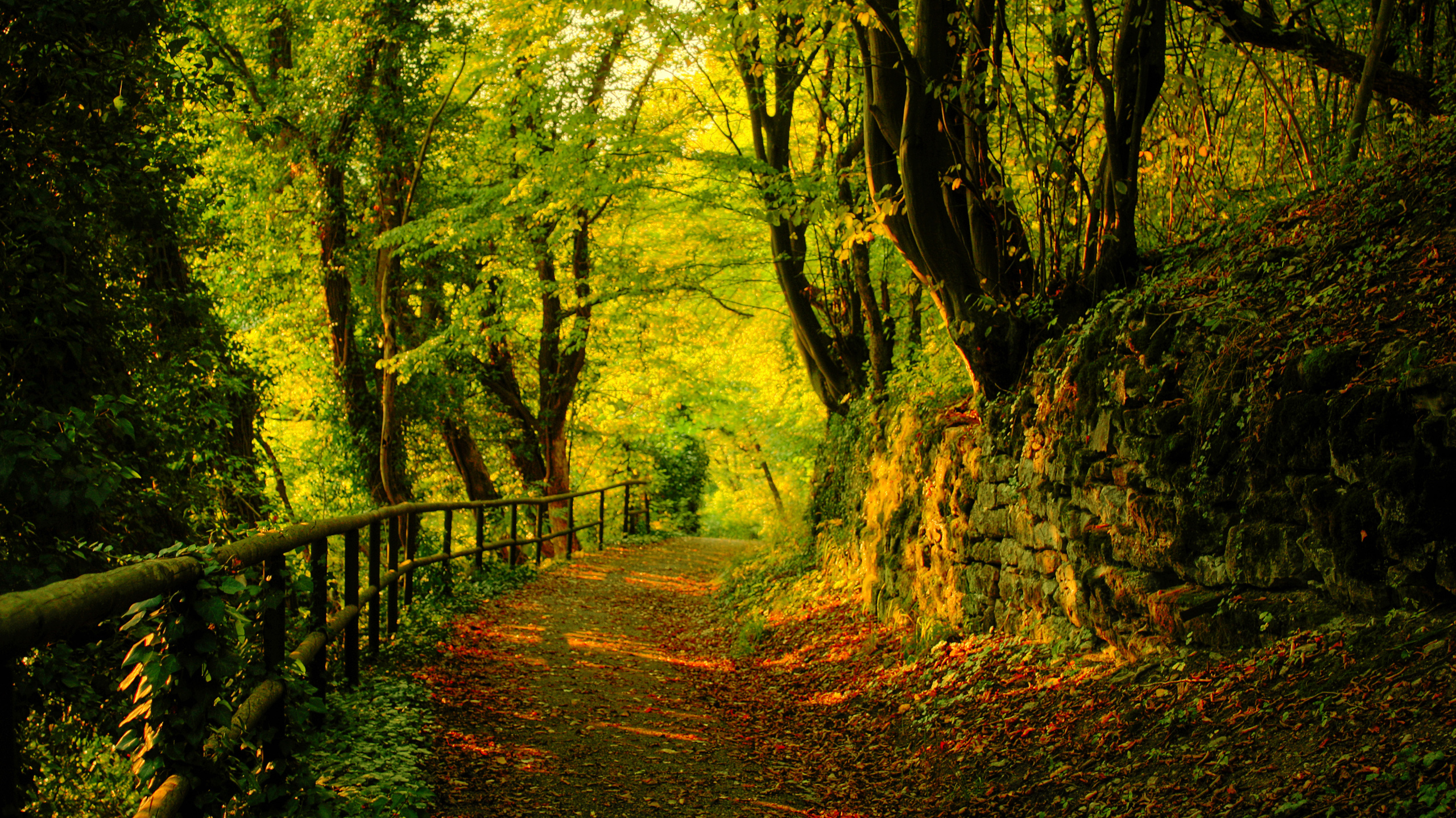 Forest Foliage Wood Fence Rock Wall Pathway Greenery Trees Leaves Vibrant 2560x1440