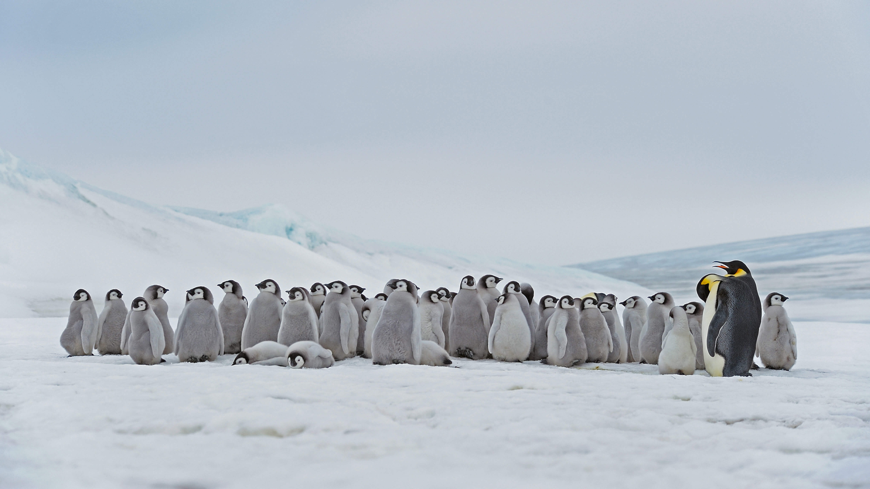 Antarctica Penguin 3000x1687
