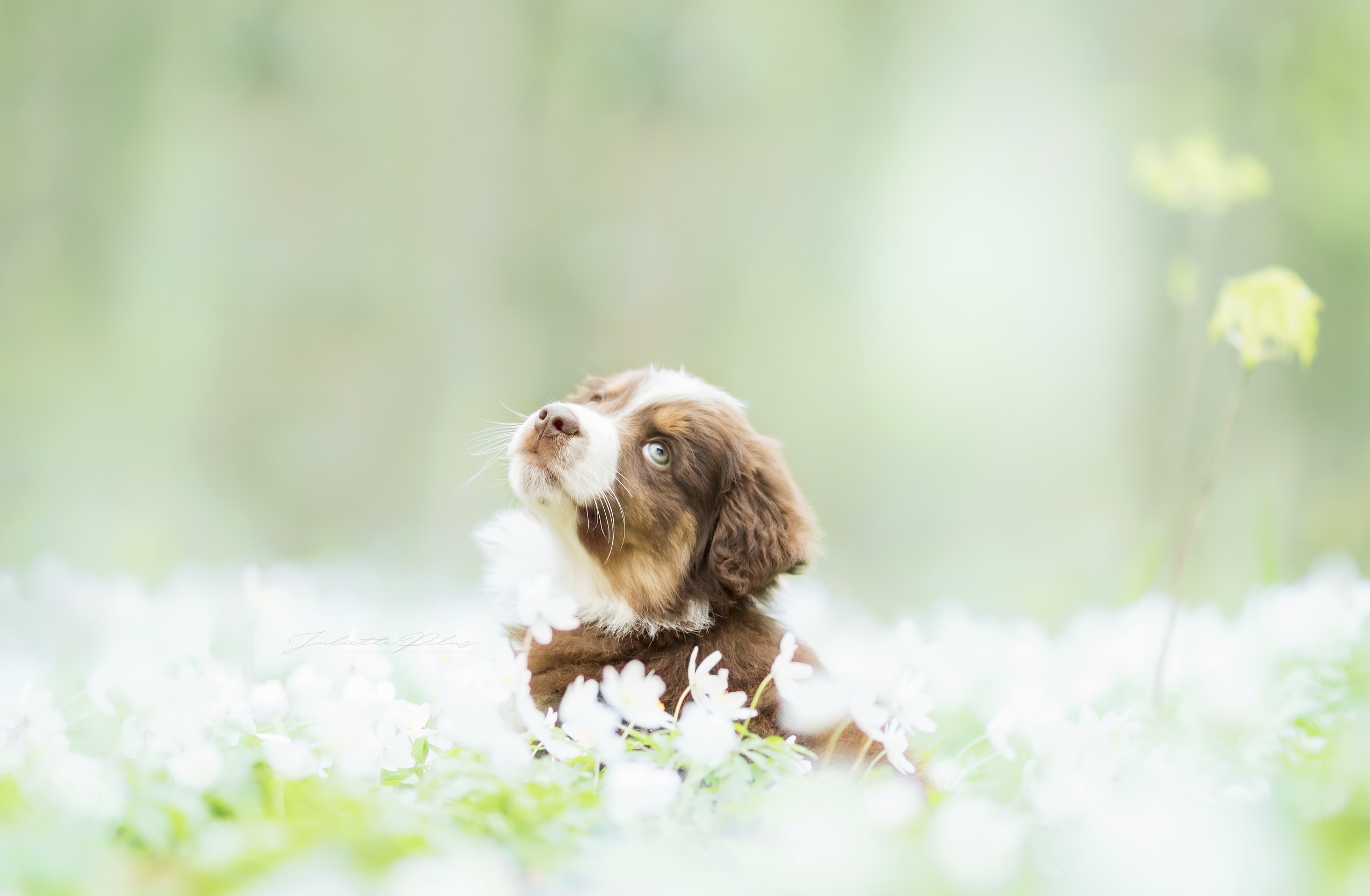 Dog White Flower Pet Blur 2560x1675