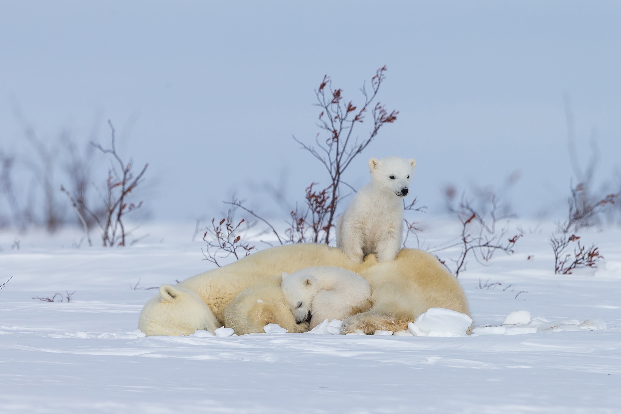 Baby Animal Bear Cub Polar Bear Snow Wildlife Predator Animal 2048x1365