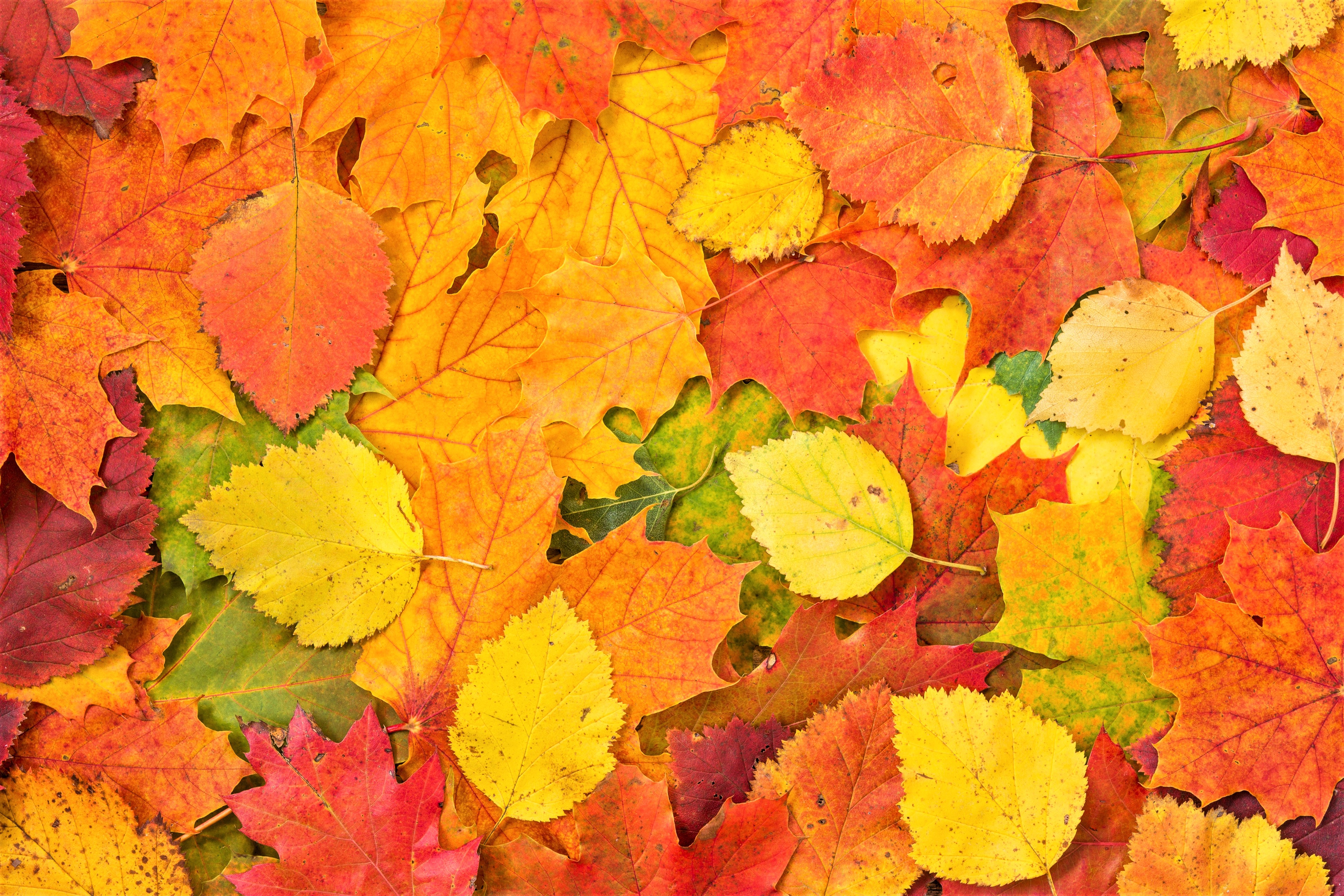 Fall Colorful 3888x2592