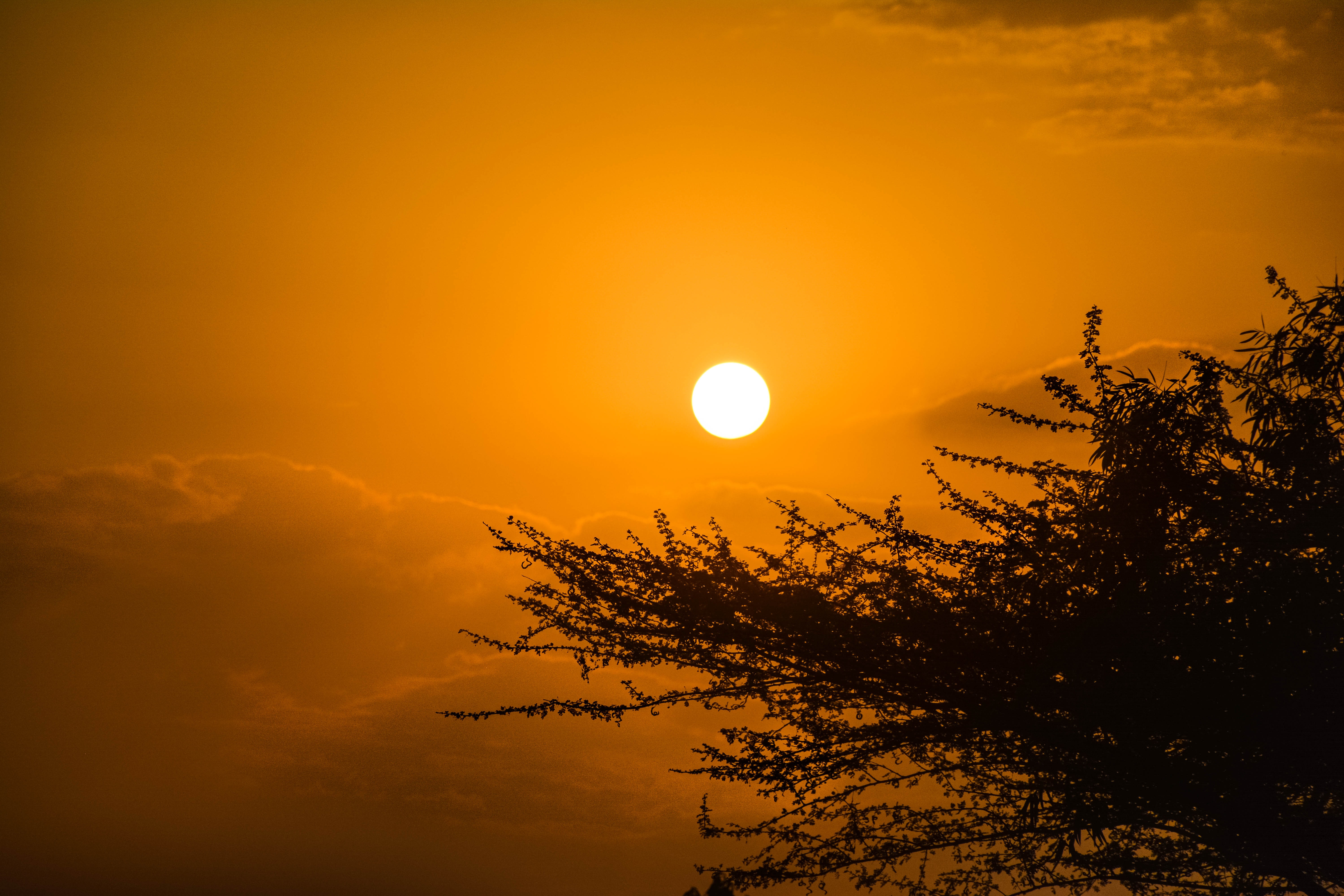 Nature Trees Sunset Golden Sun Forest Water 6000x4000