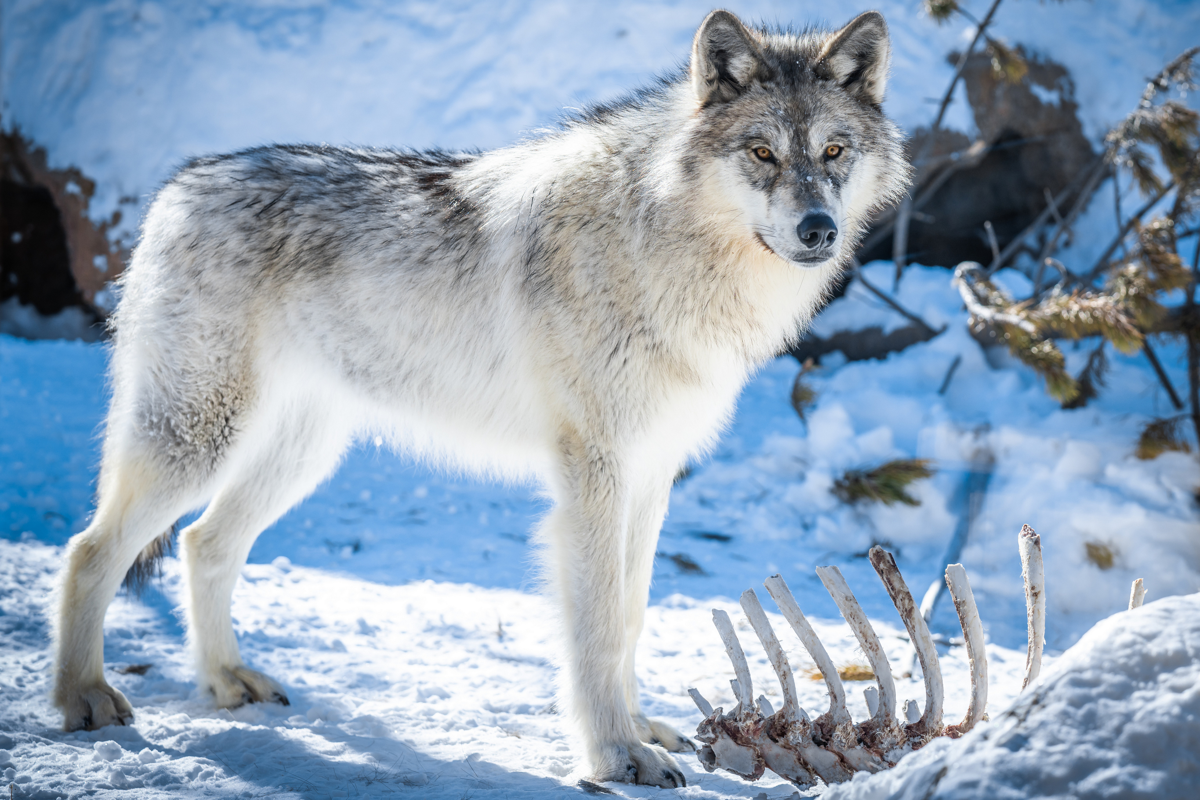 Wolf Animals Nature Winter Snow Mammals Ribs Outdoors 3840x2560