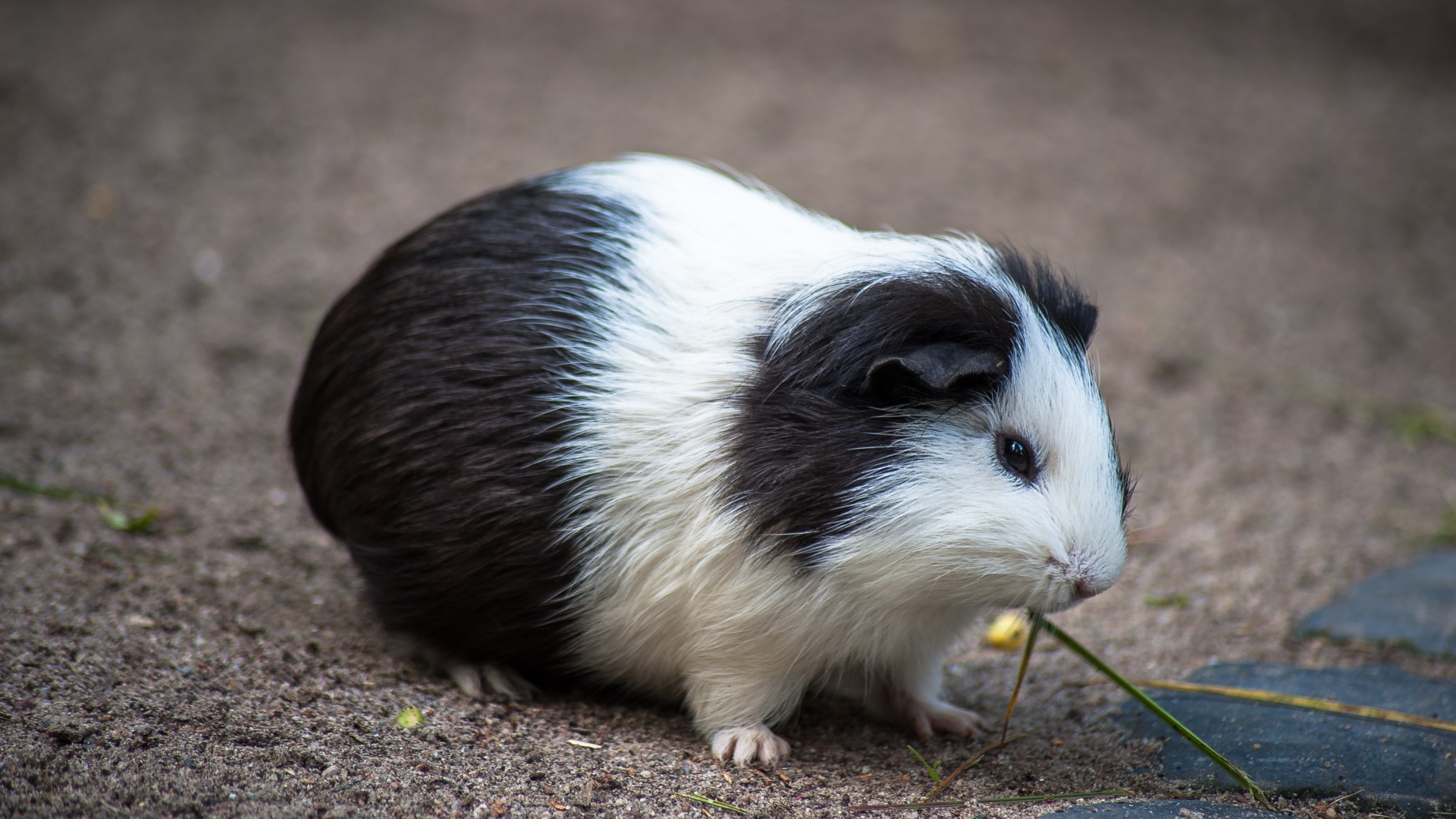 Animal Guinea Pig 1920x1080