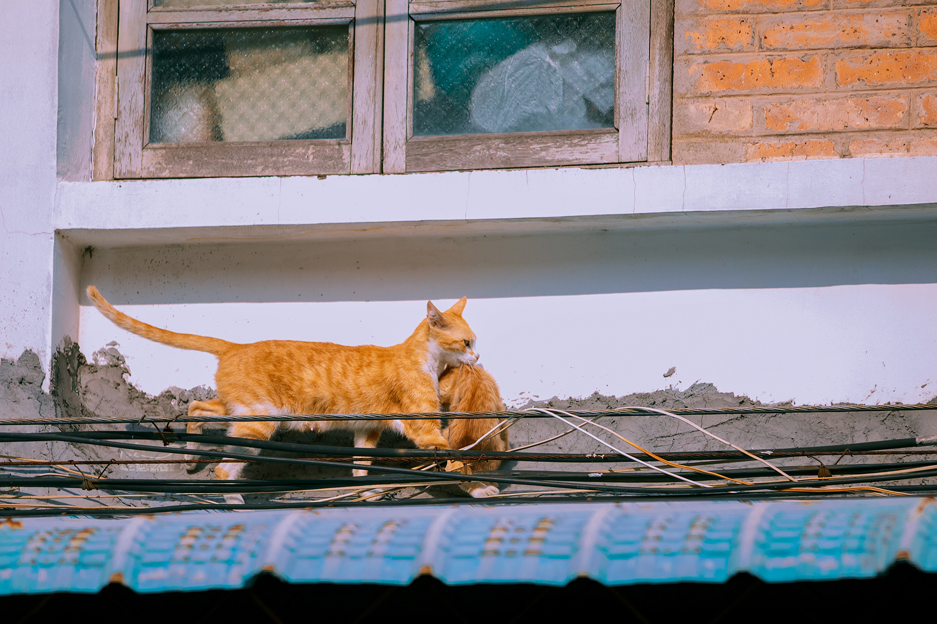 Cats Photography Cityscape Kittens 1920x1280