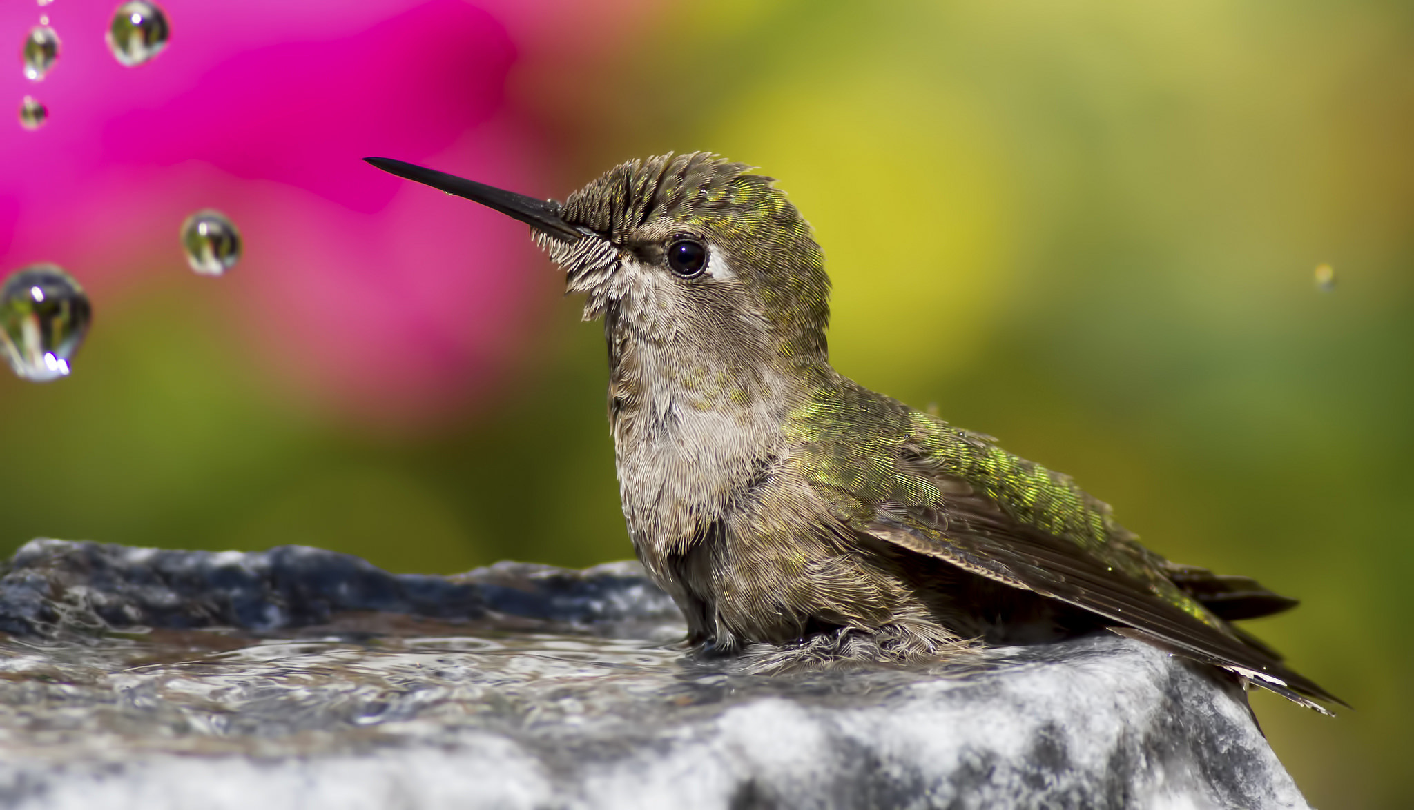 Animal Hummingbird 2048x1174