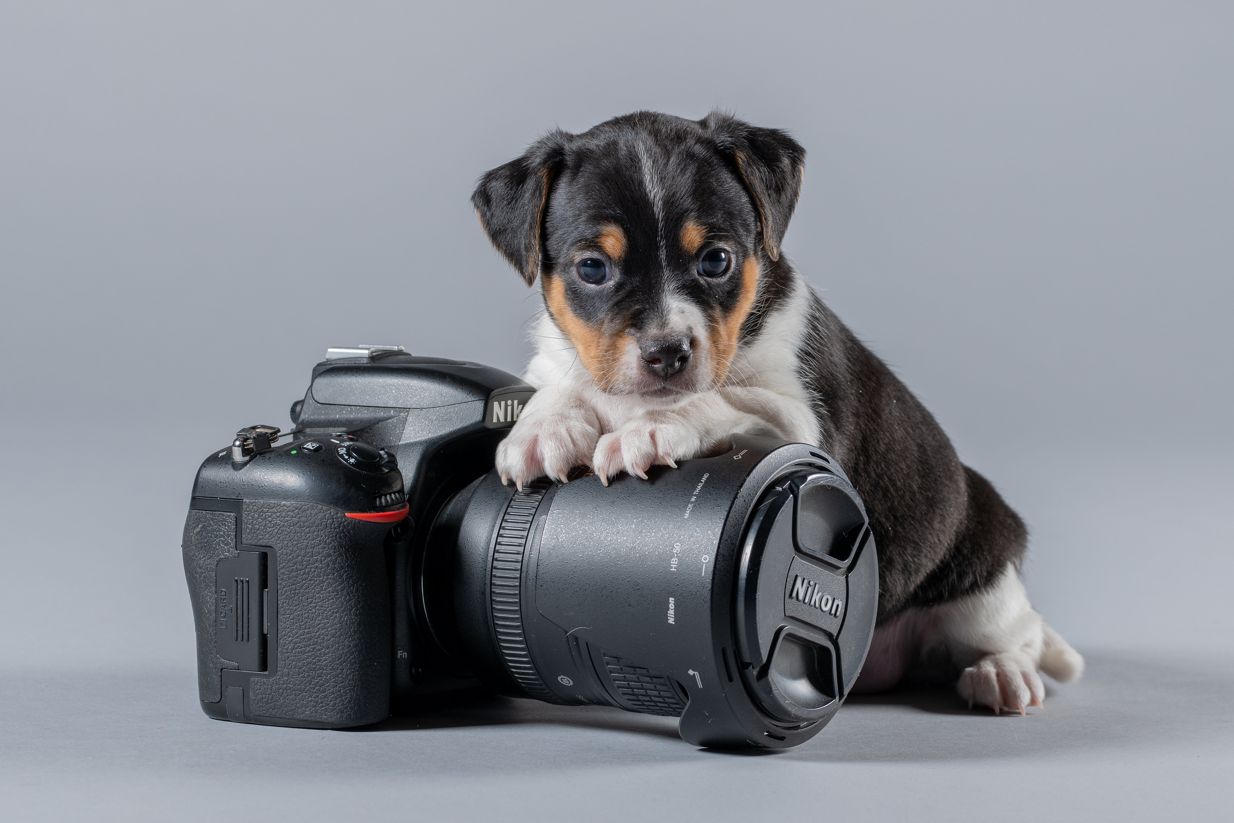 Pet Baby Animal Dog Camera Nikon 4096x2731