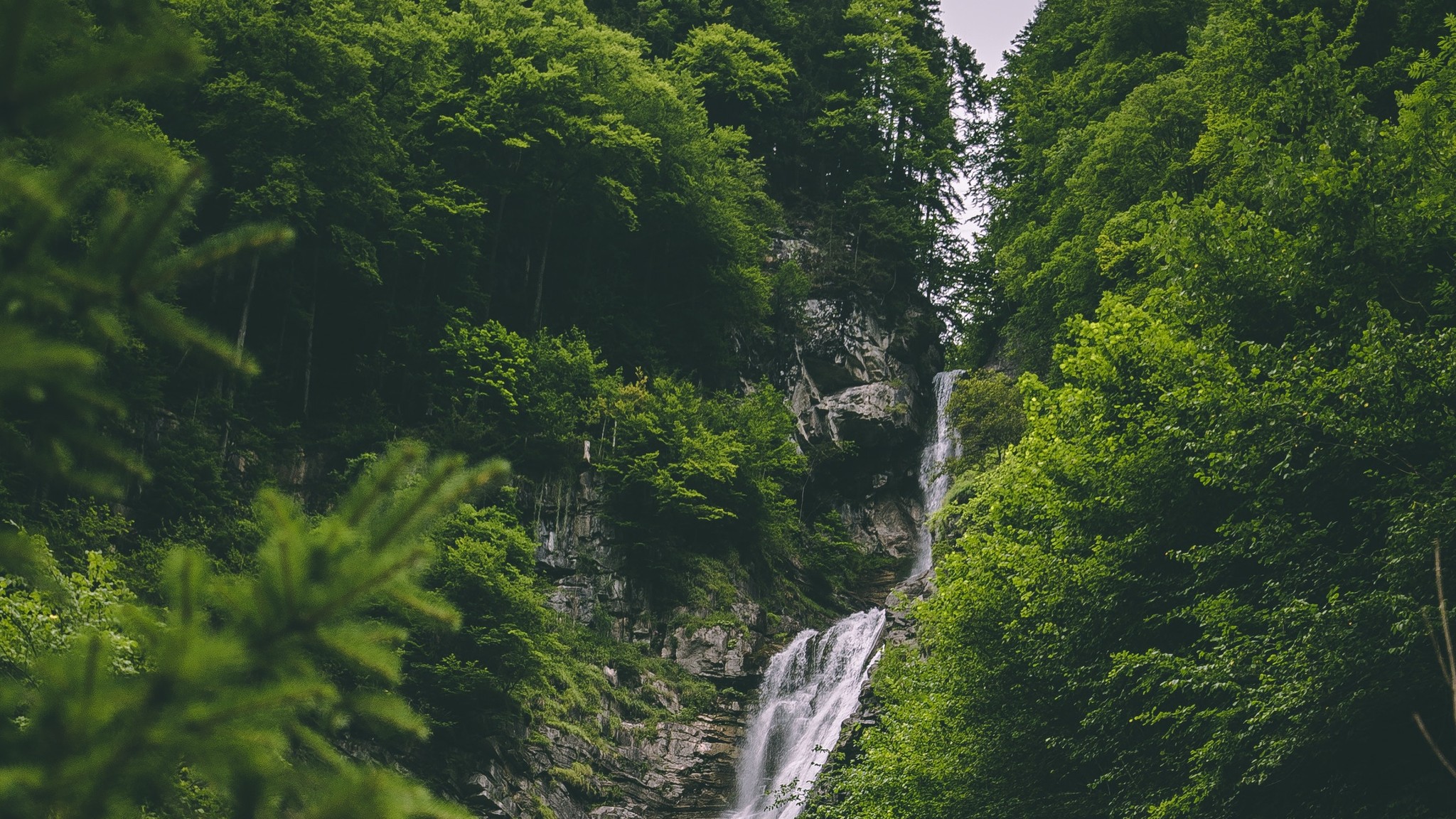 Forest Greenery Waterfall 2048x1152