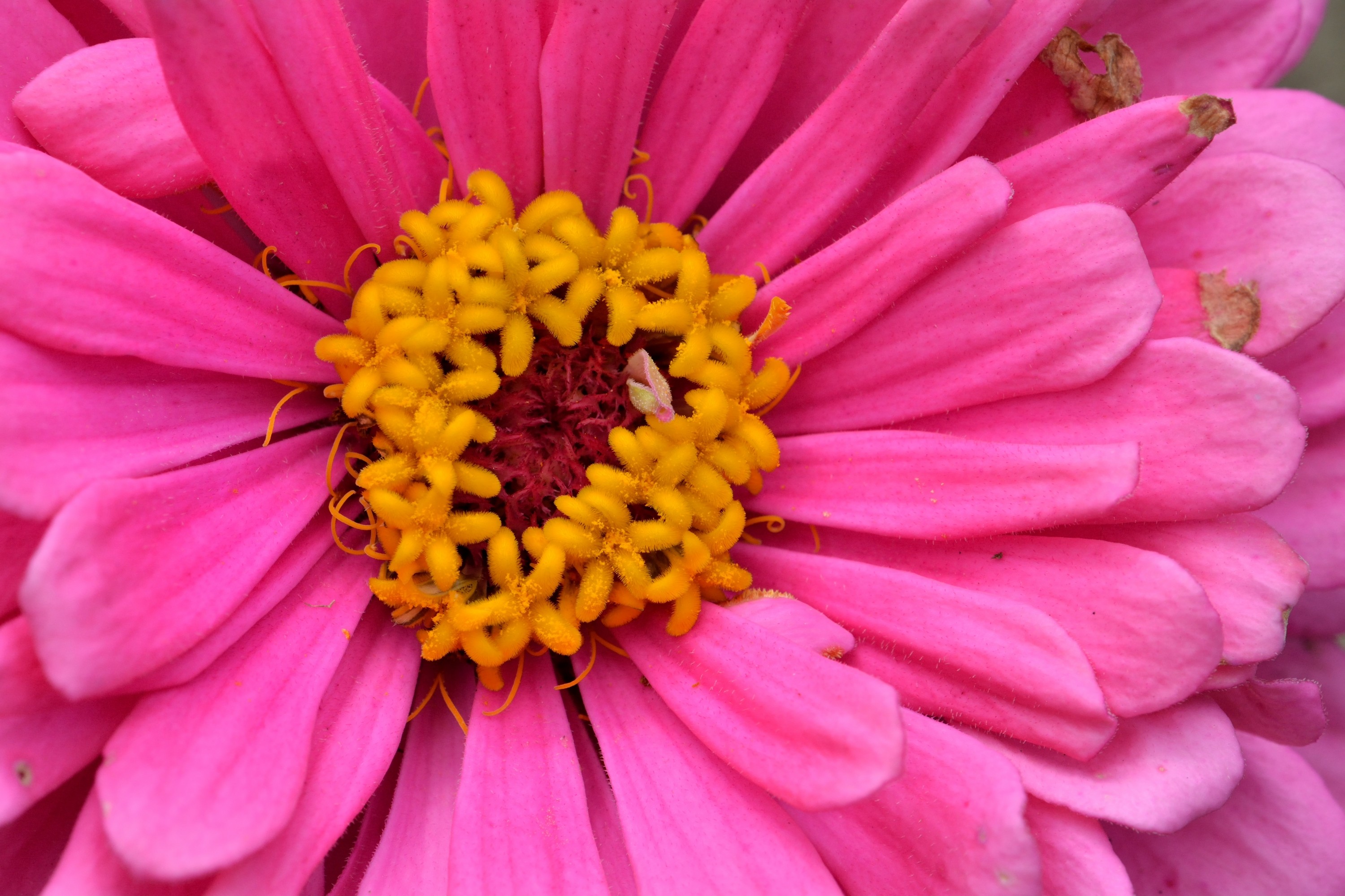 Close Up Earth Flower Gerbera Pink Flower 3000x2000