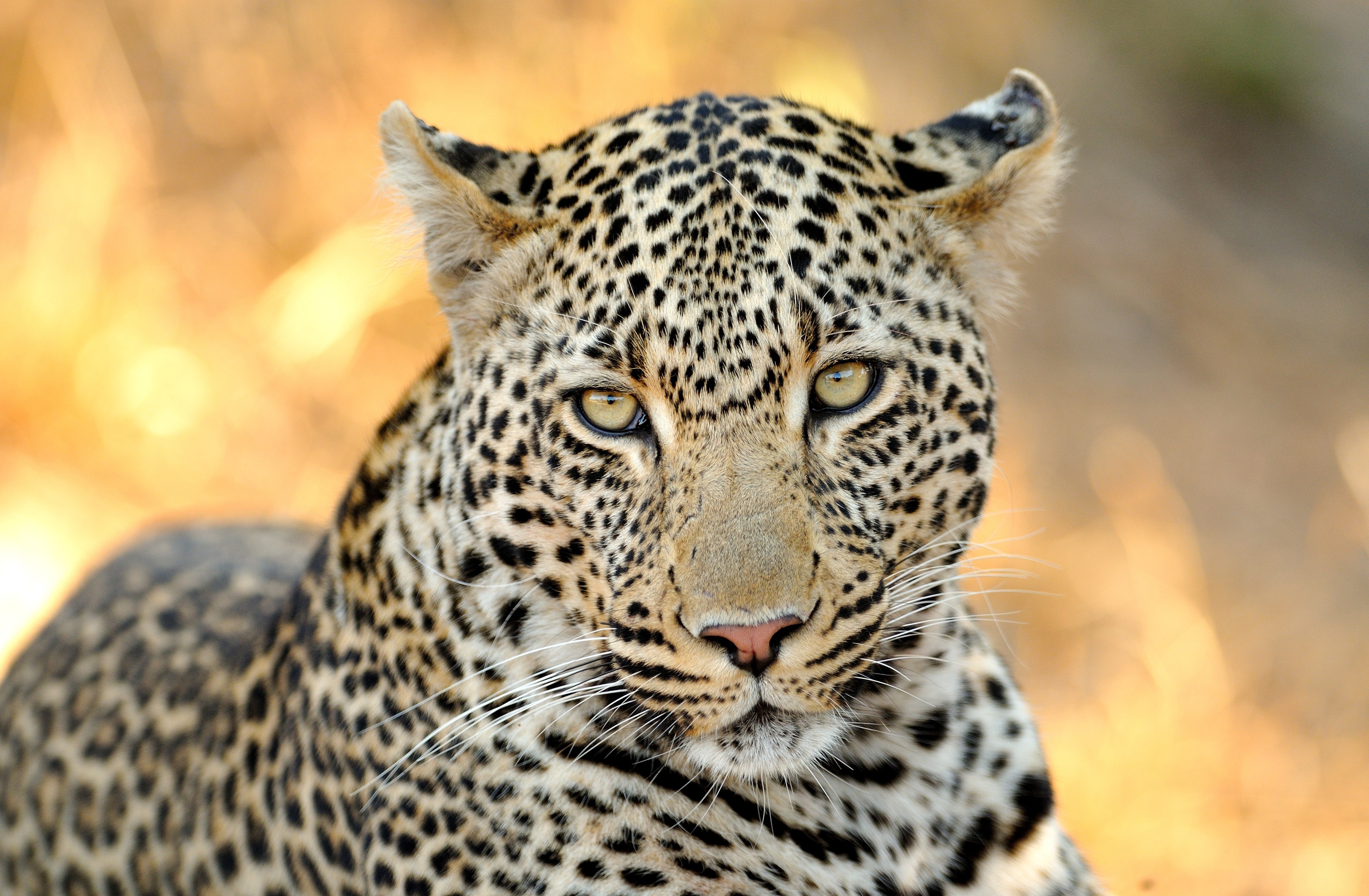 Animal Leopard 4288x2808