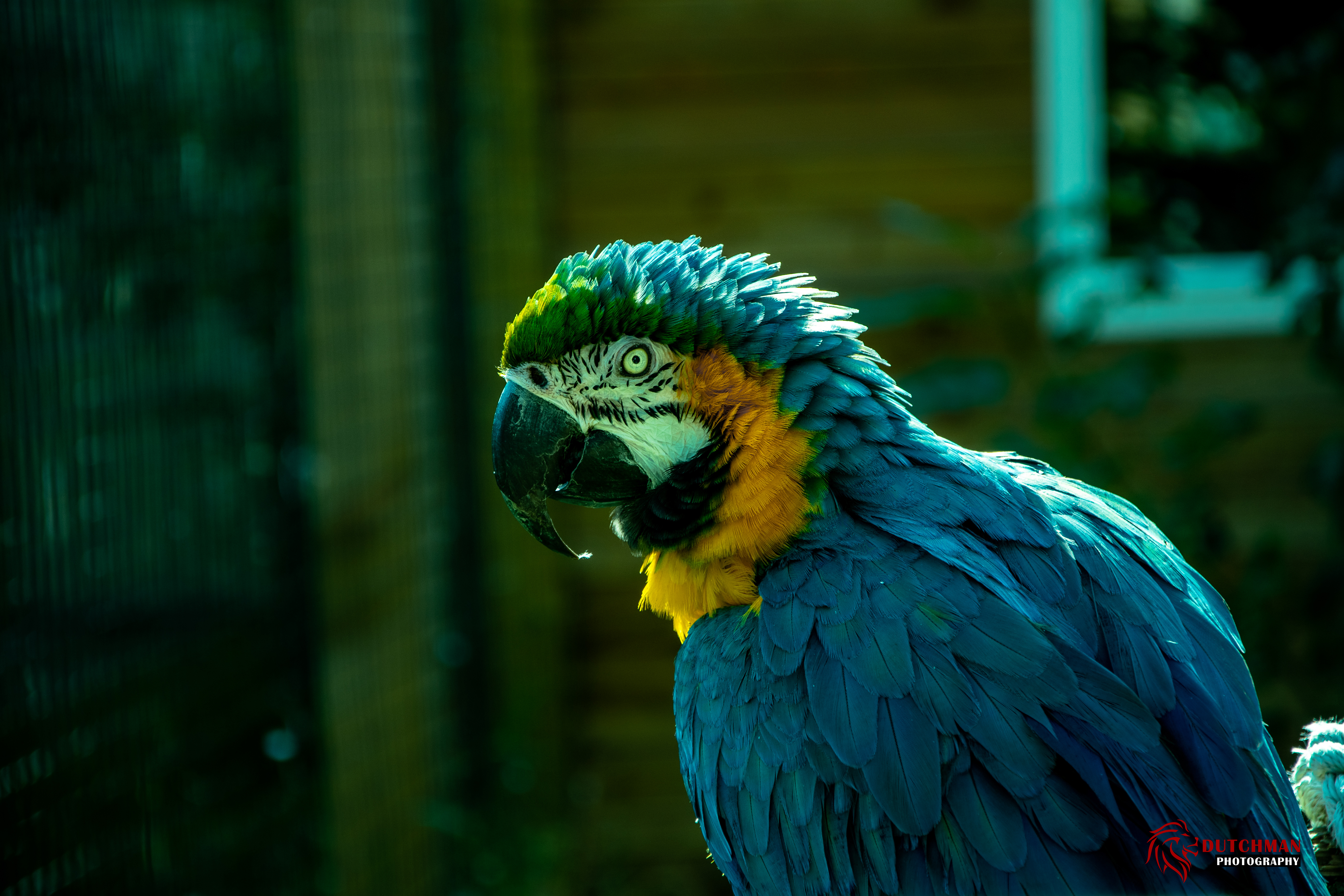 Parrot Portrait 5568x3712