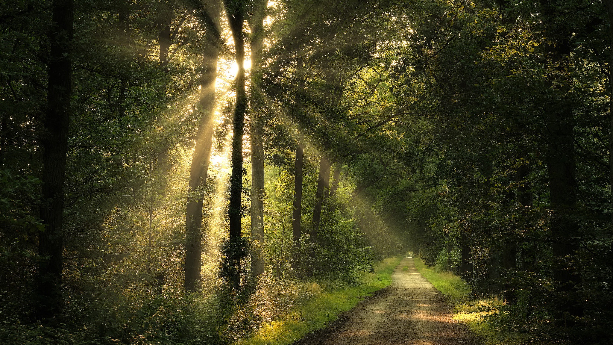 Nature Trees Forest Outdoors Pathway Sunlight Sun Rays 2048x1152