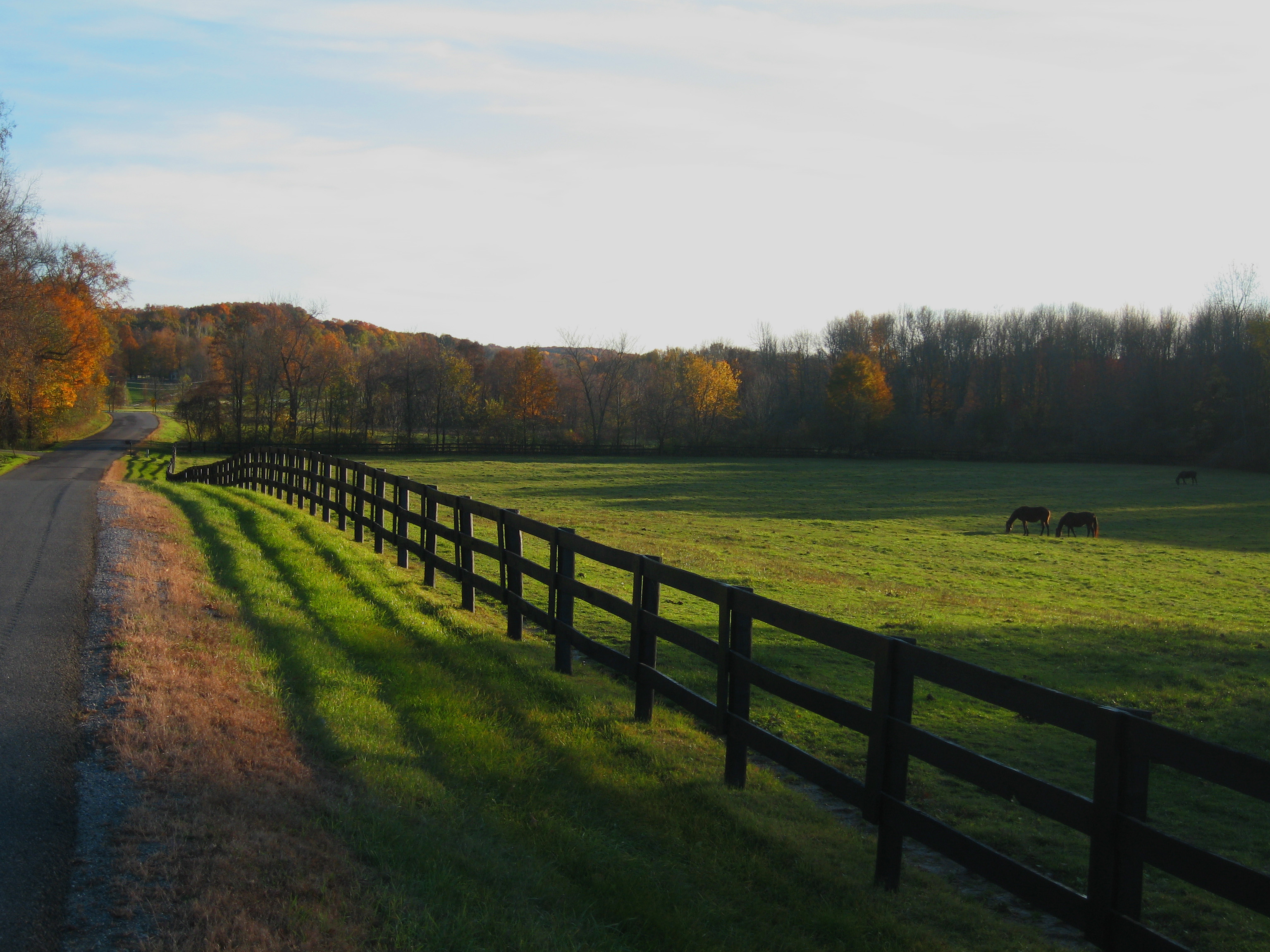 Landscape Horse Trees Fall Road Fence Grass 3072x2304