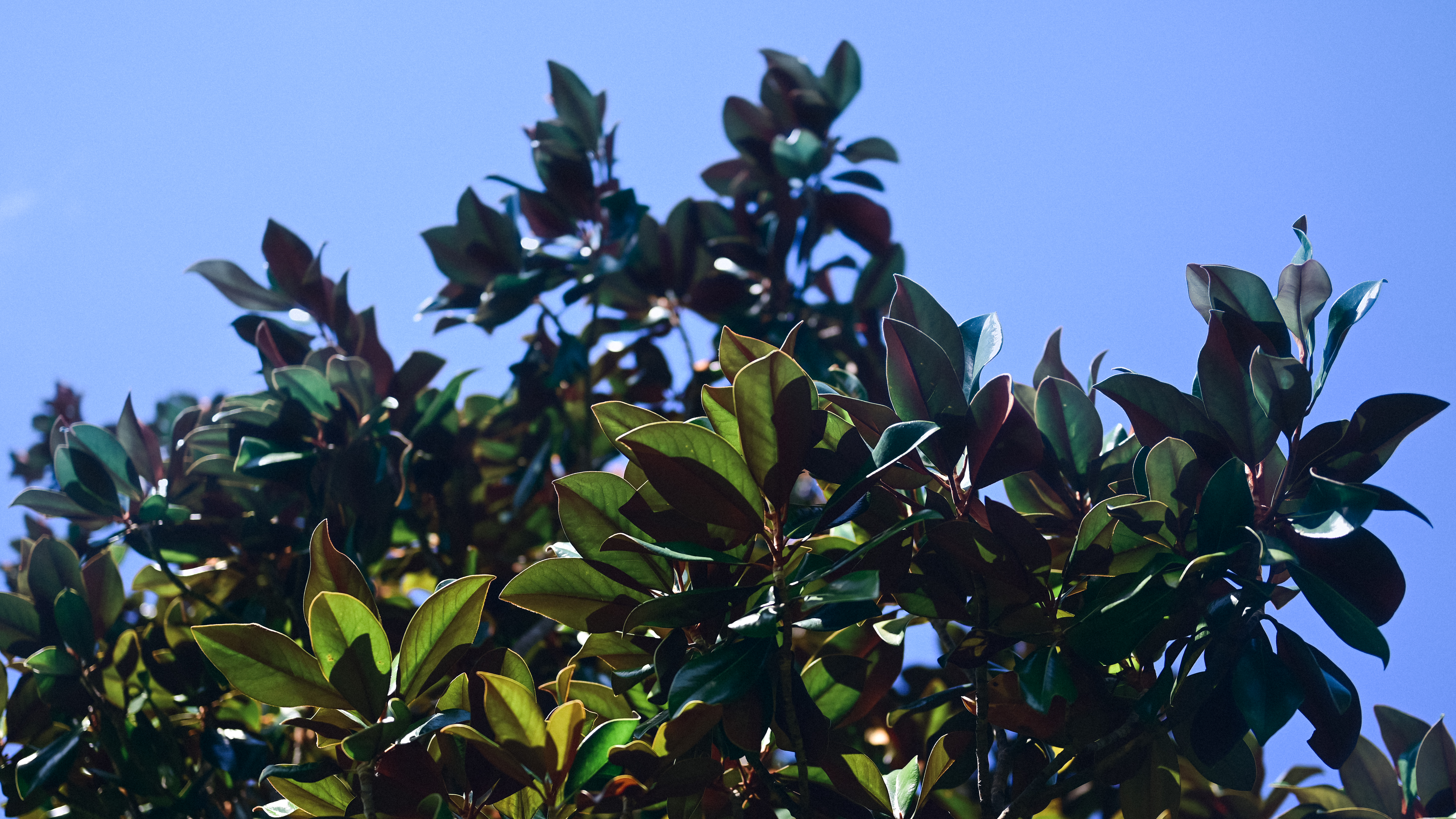 Nature Trees Magnolia Photography Plants Outdoors Leaves Perspective 50mm 5760x3240