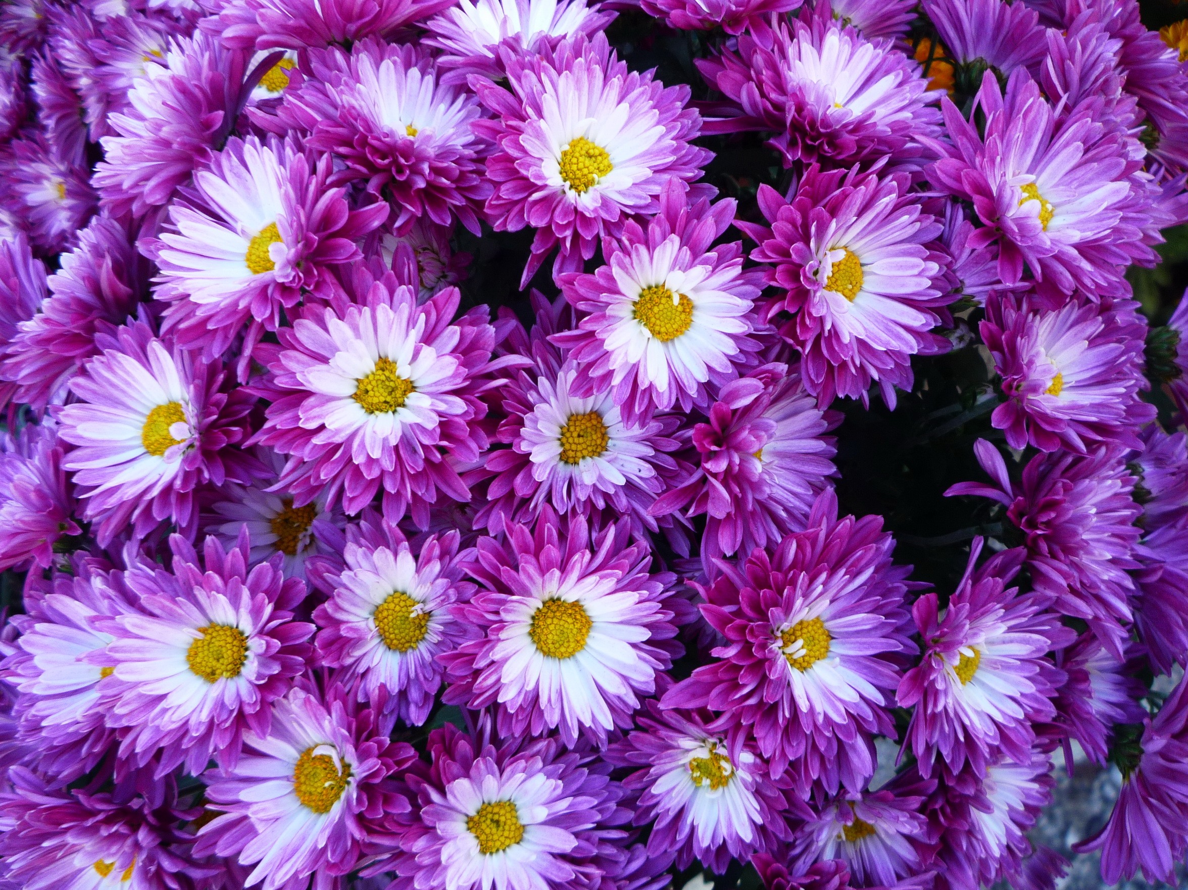 Flower Purple Flower 2352x1761
