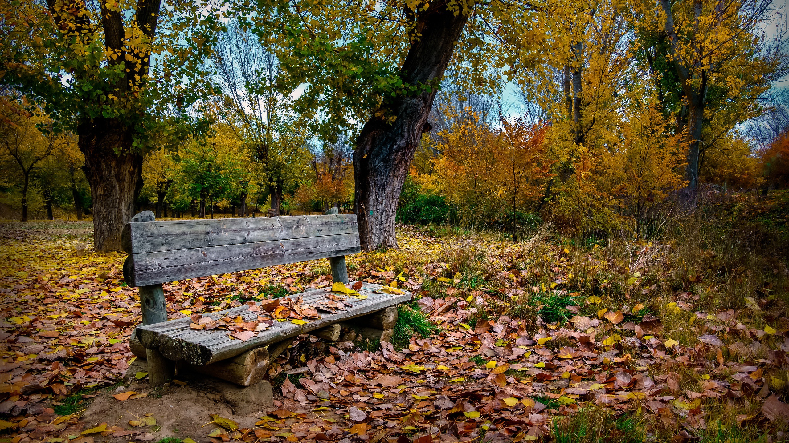 Bench Outdoors Trees Nature Fall Fallen Leaves Plants 2560x1440