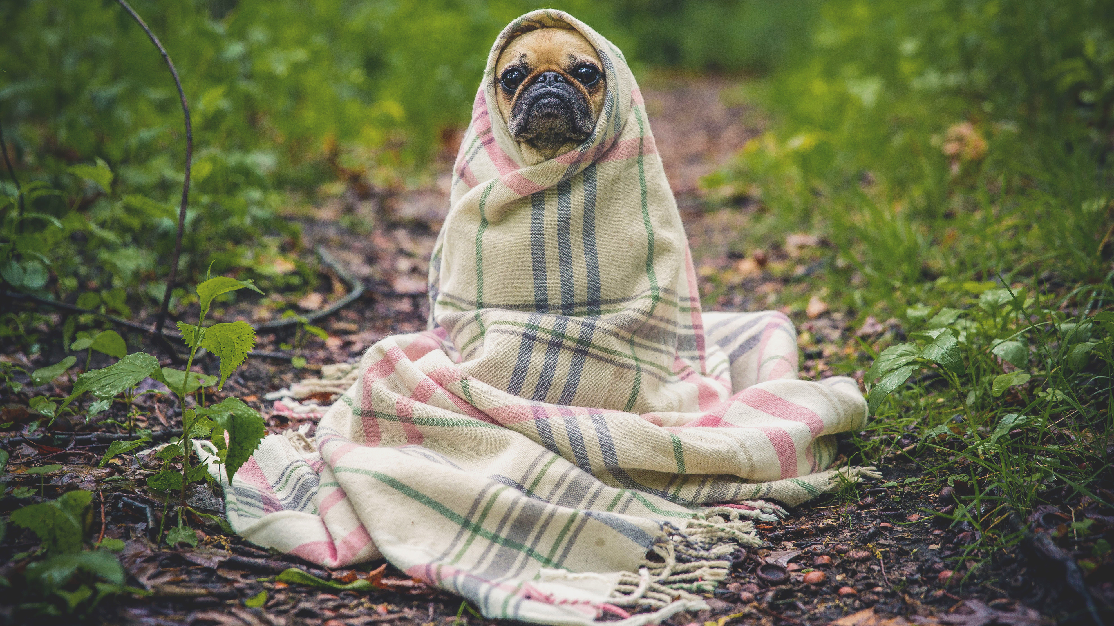 Matthew Henry Pug Wrapped In Blanket Looking At Viewer Forest Greenery 3840x2160