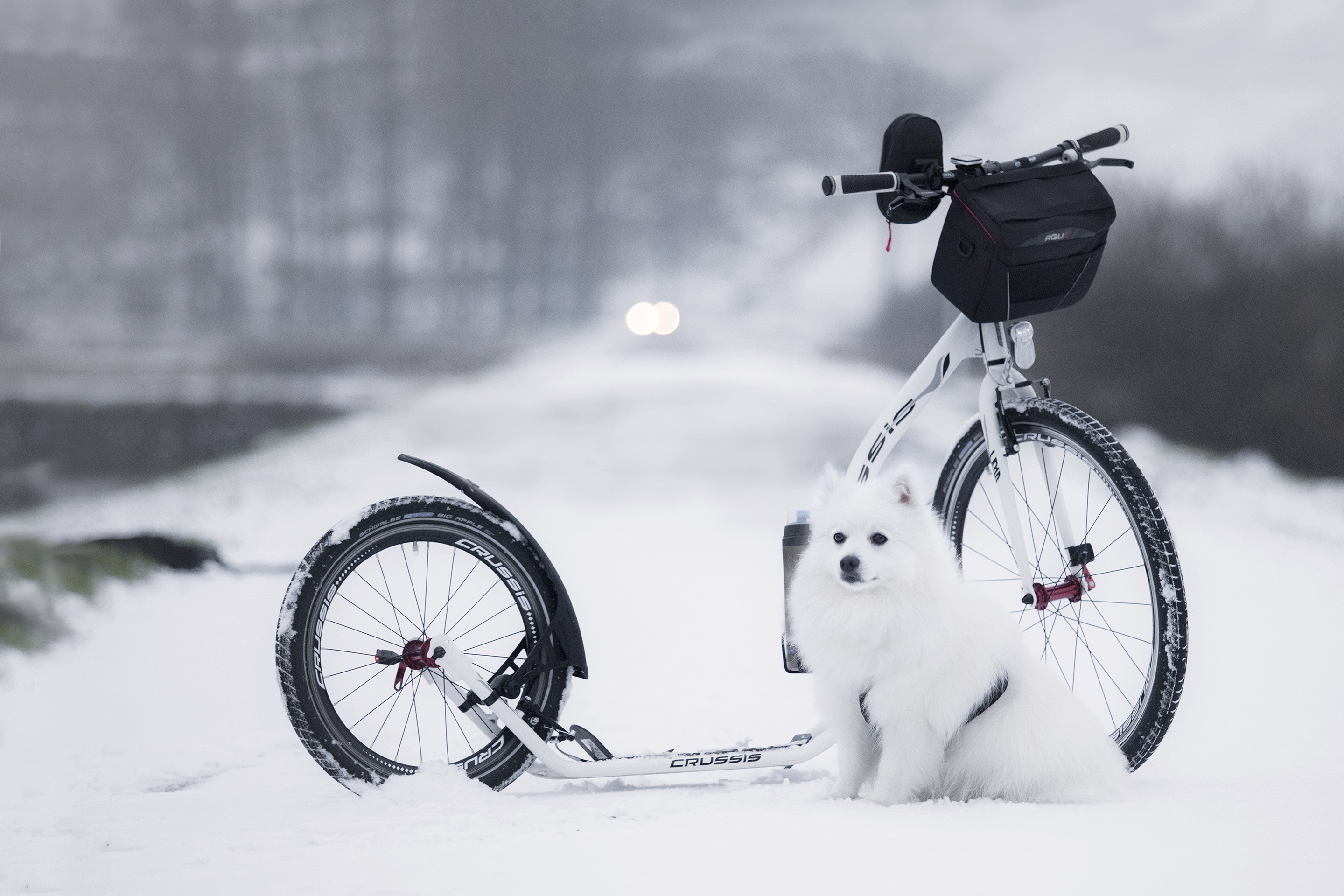 Dog Snow Winter 2880x1920