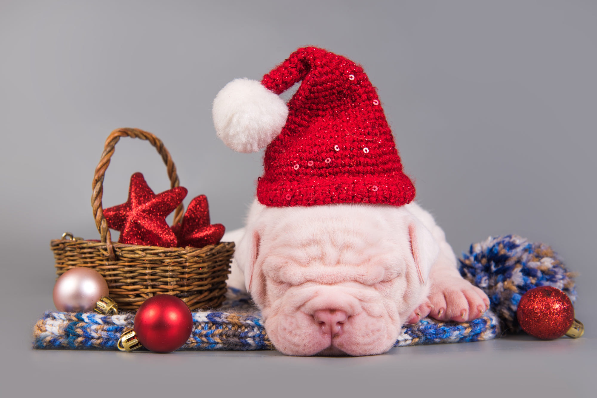 Dog Baby Animal Christmas Sleeping Puppy Santa Hat 2000x1335