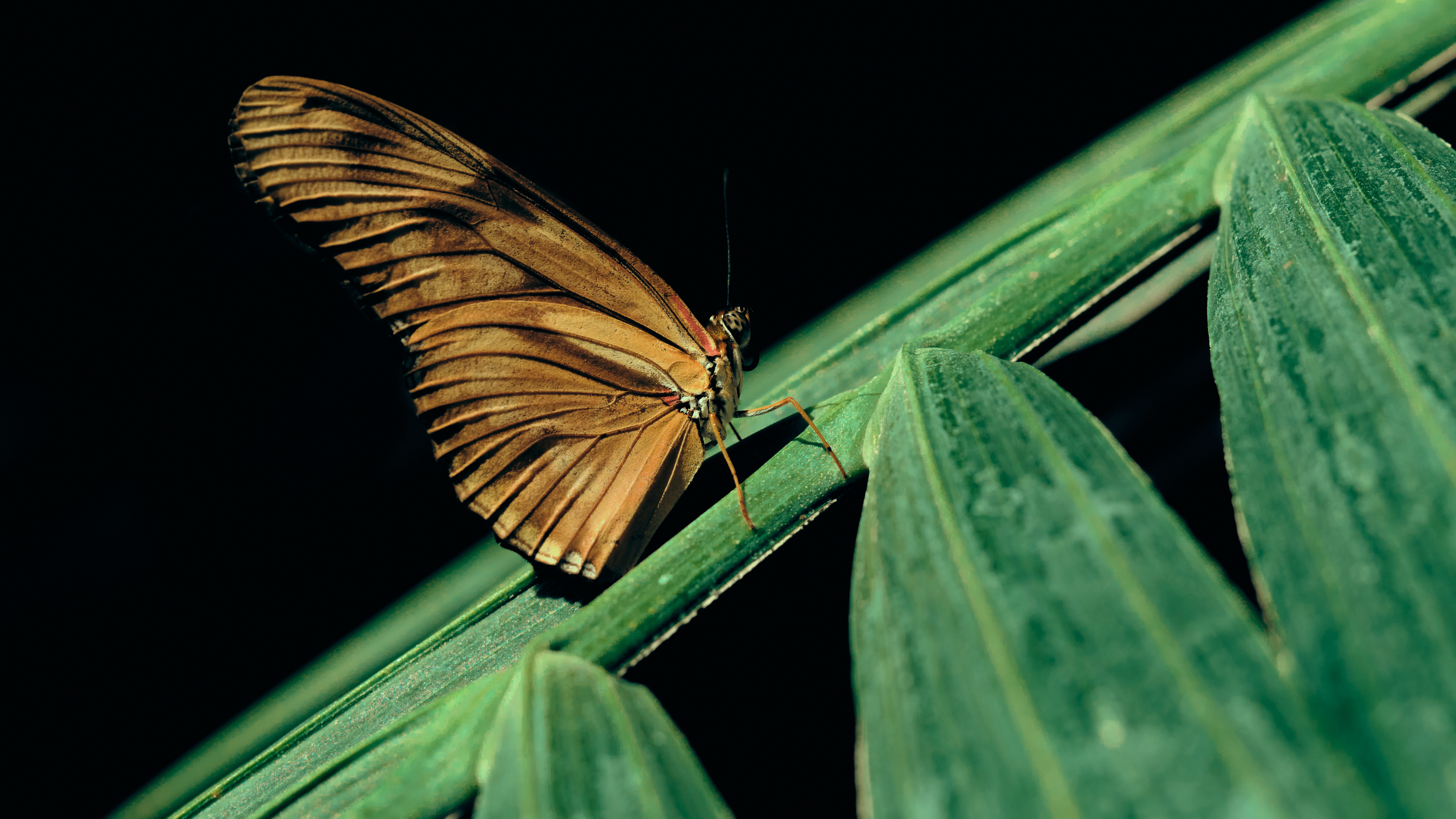 Macro Butterfly 3840x2160