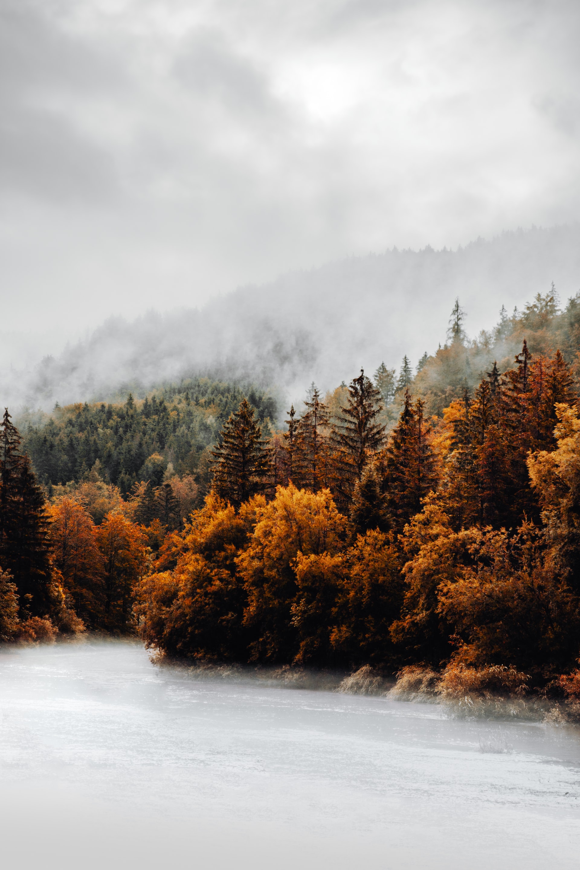 Trees Forest Austria Photography Fall Mist 1920x2880