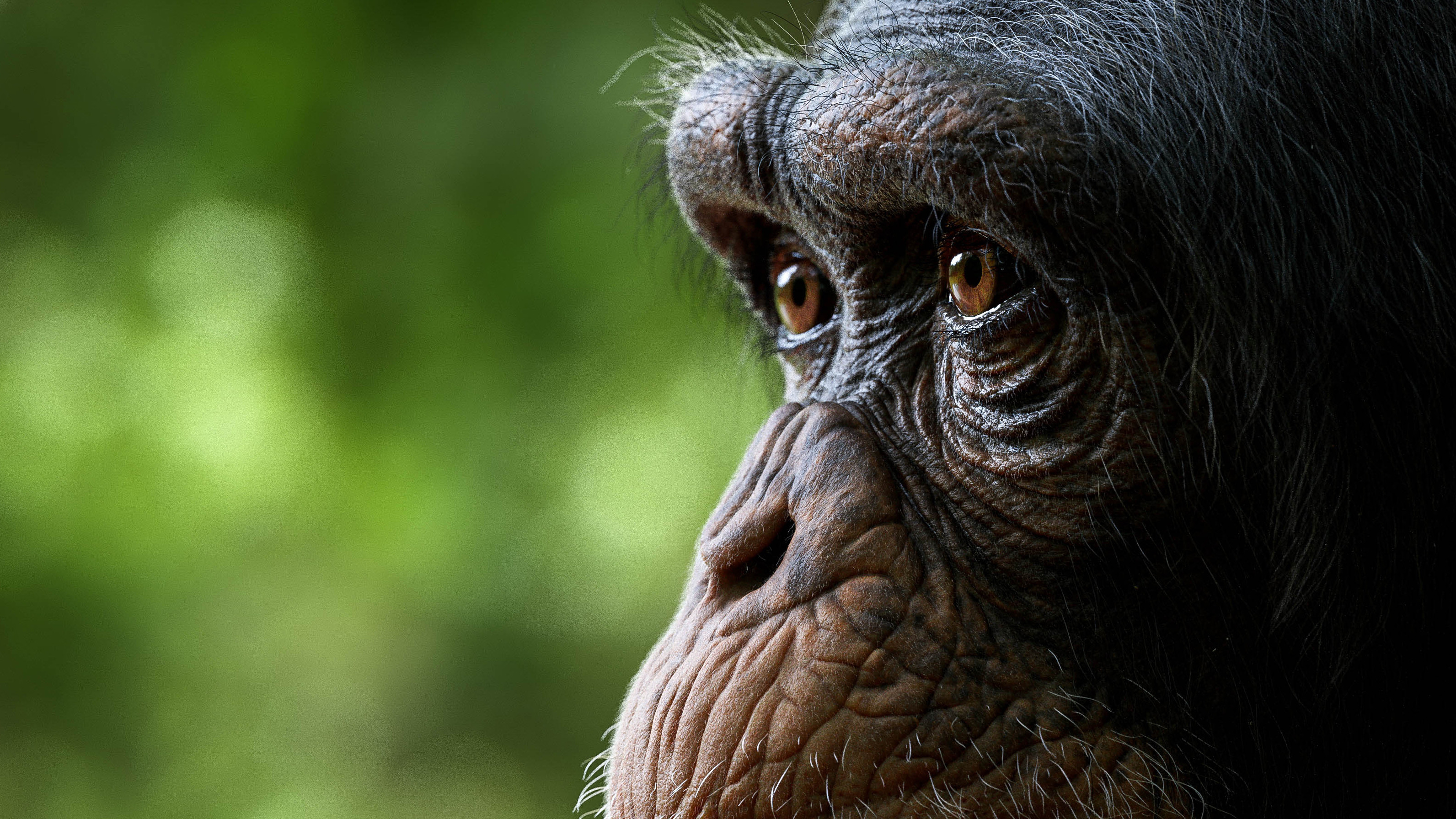 Chimpanzees CGi Animals Mammals Nature 3184x1792