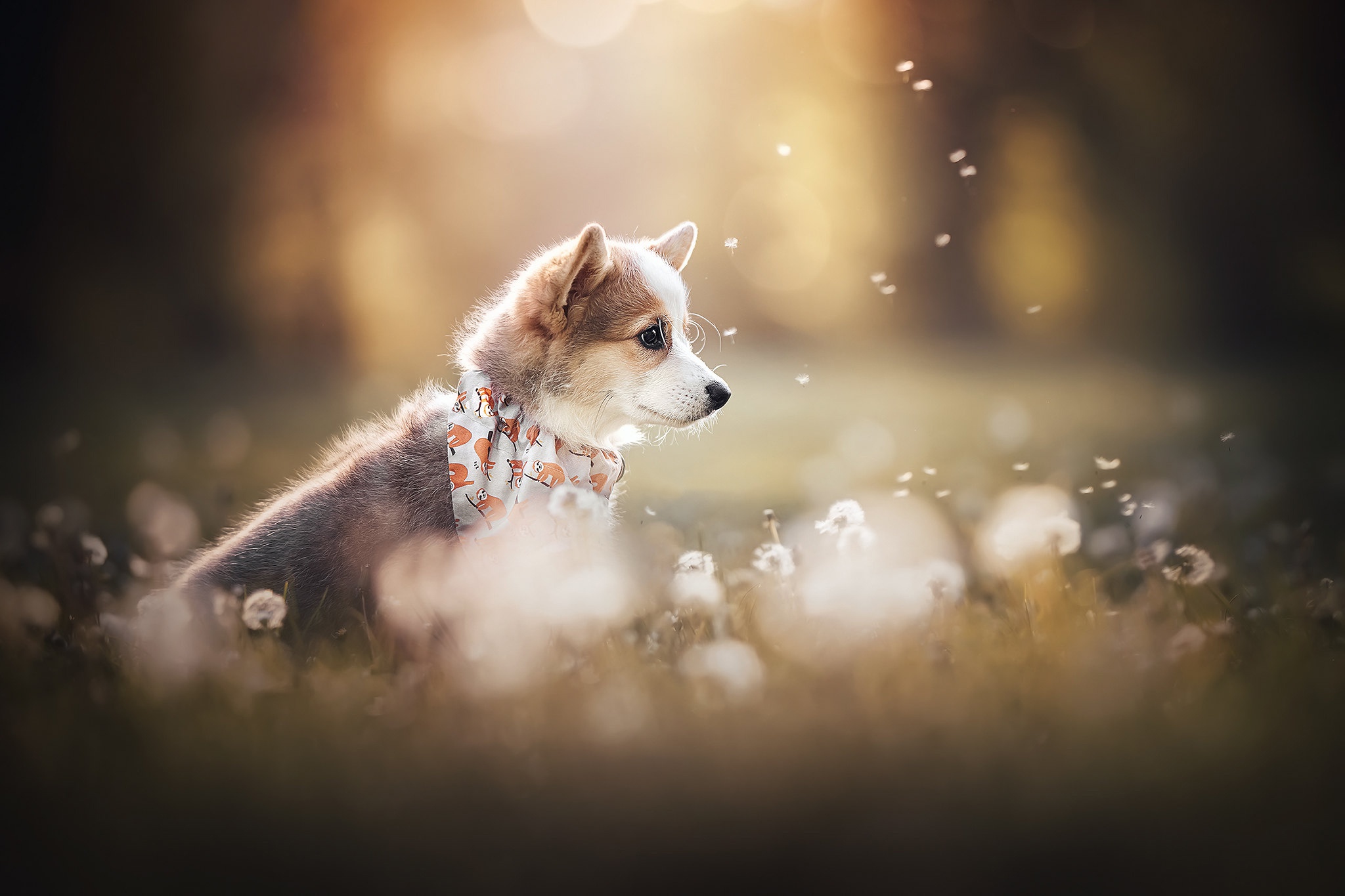 Baby Animal Dandelion Dog Pet 2048x1365