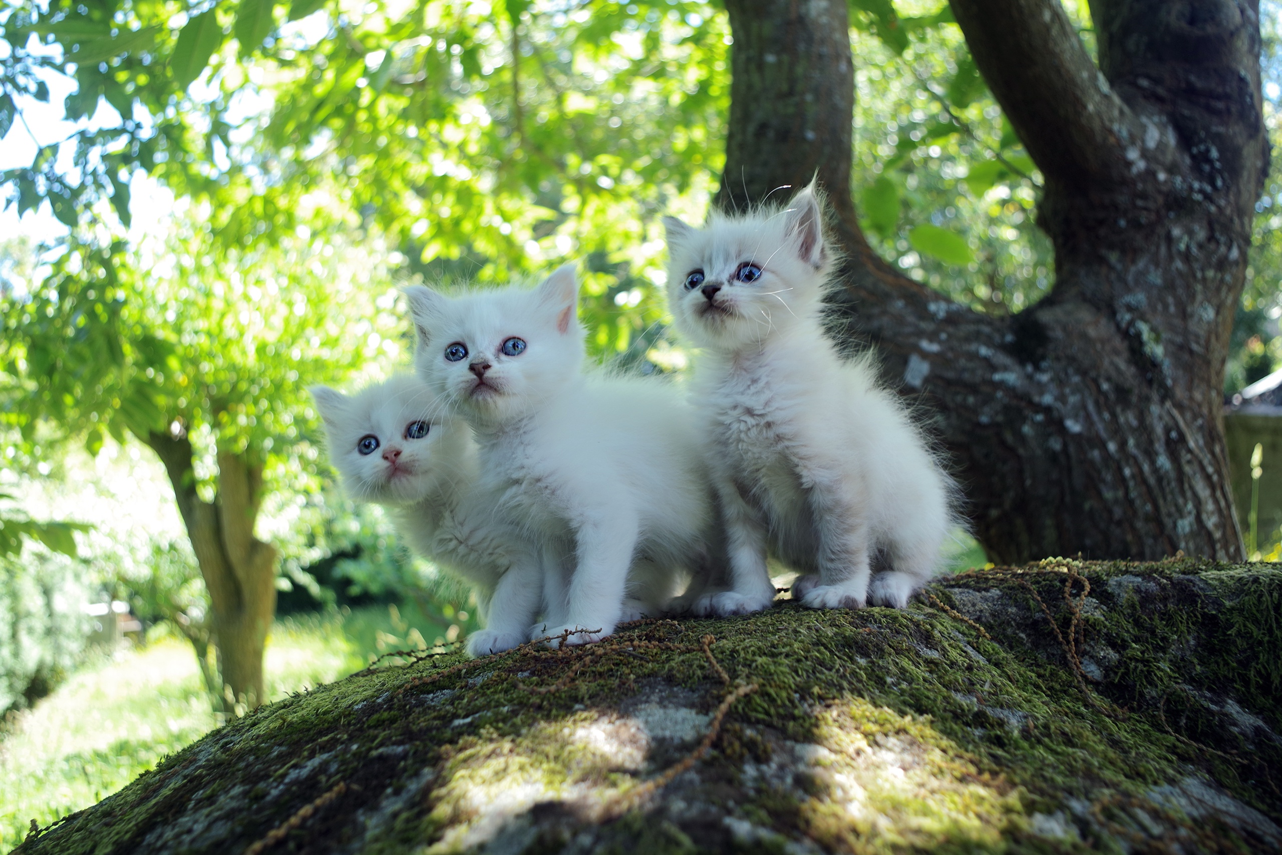 Kitten Baby Animal Pet 2560x1707