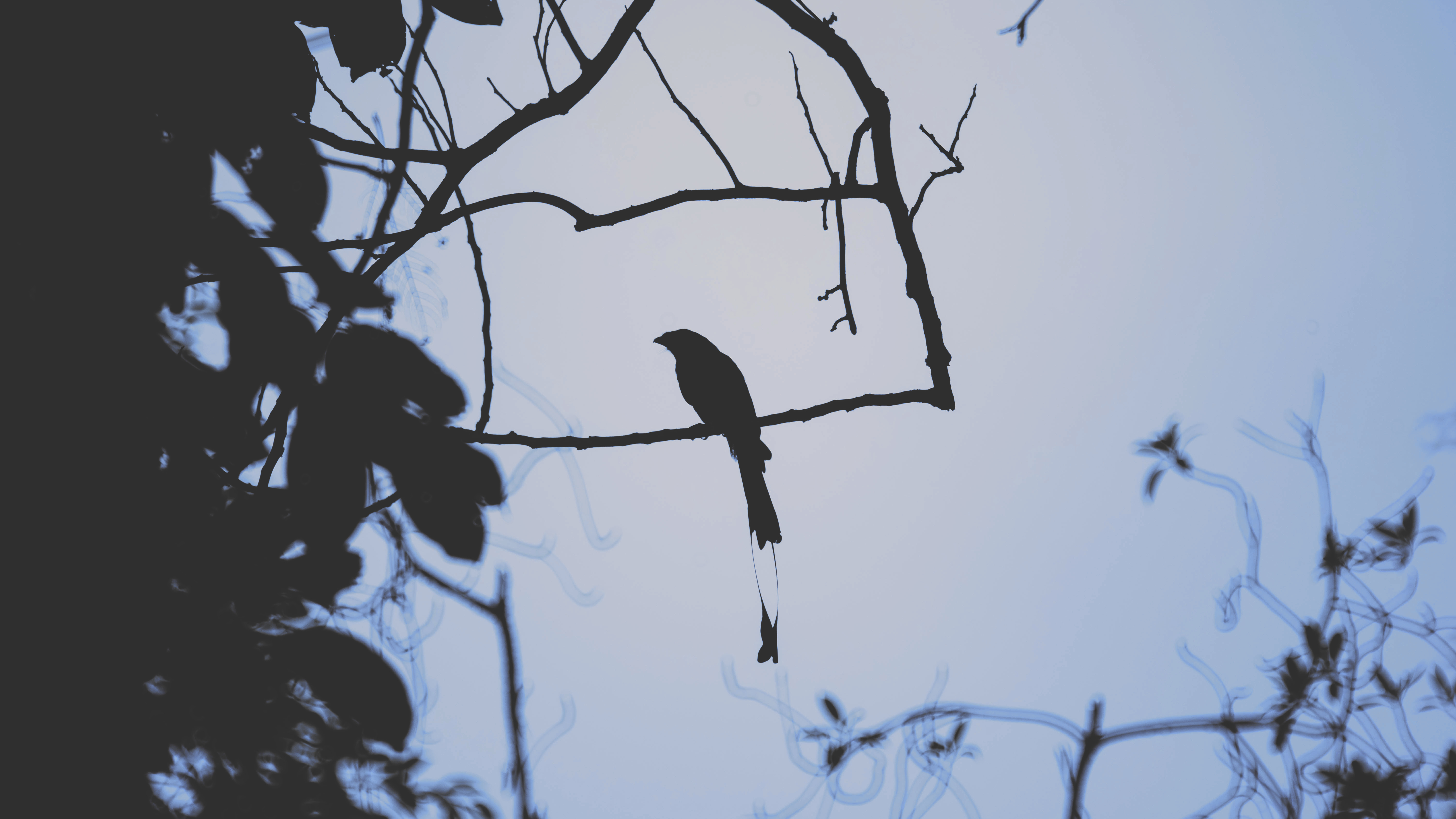 Silhouette Swallow Bird Trees Leaves Blue Low Saturation Chuttersnap 6016x3385