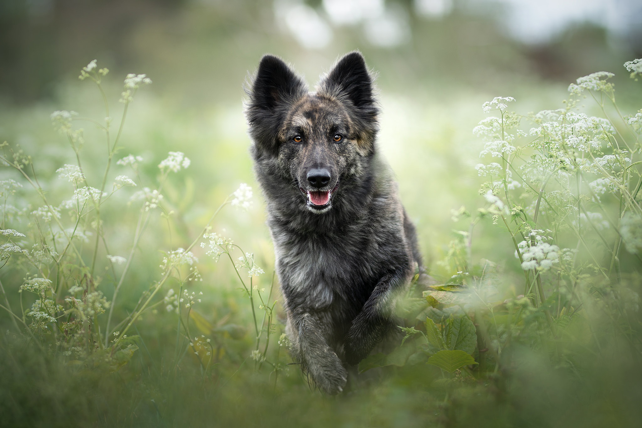 Shiloh Shepherd Dog Pet 2048x1366