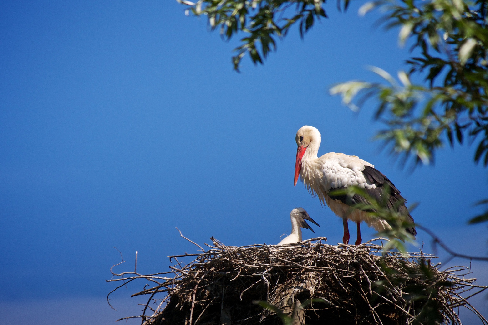 Stork Bird Baby Animal Nest 2048x1367