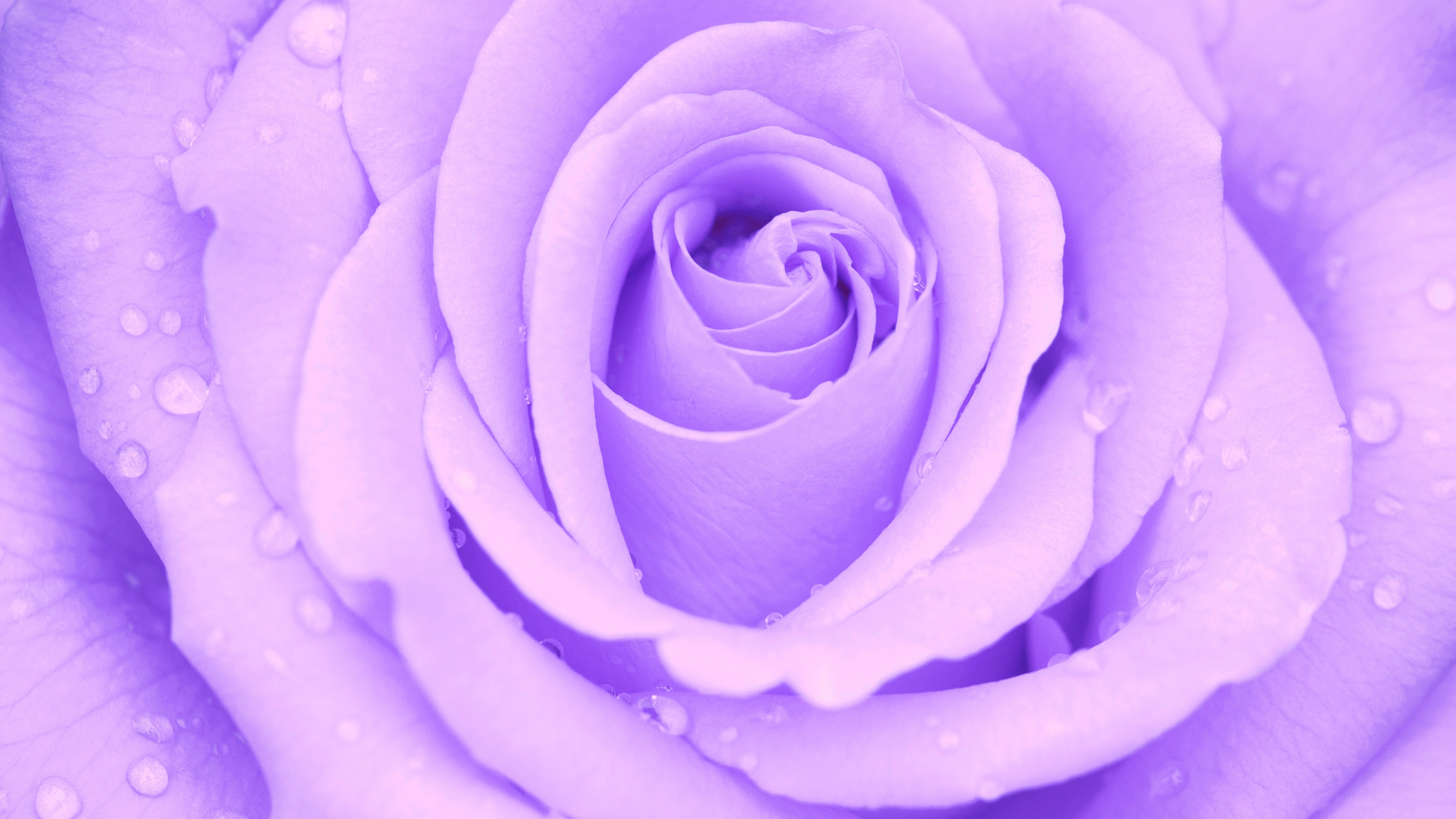 Flower Purple Flower Water Drop 3840x2160