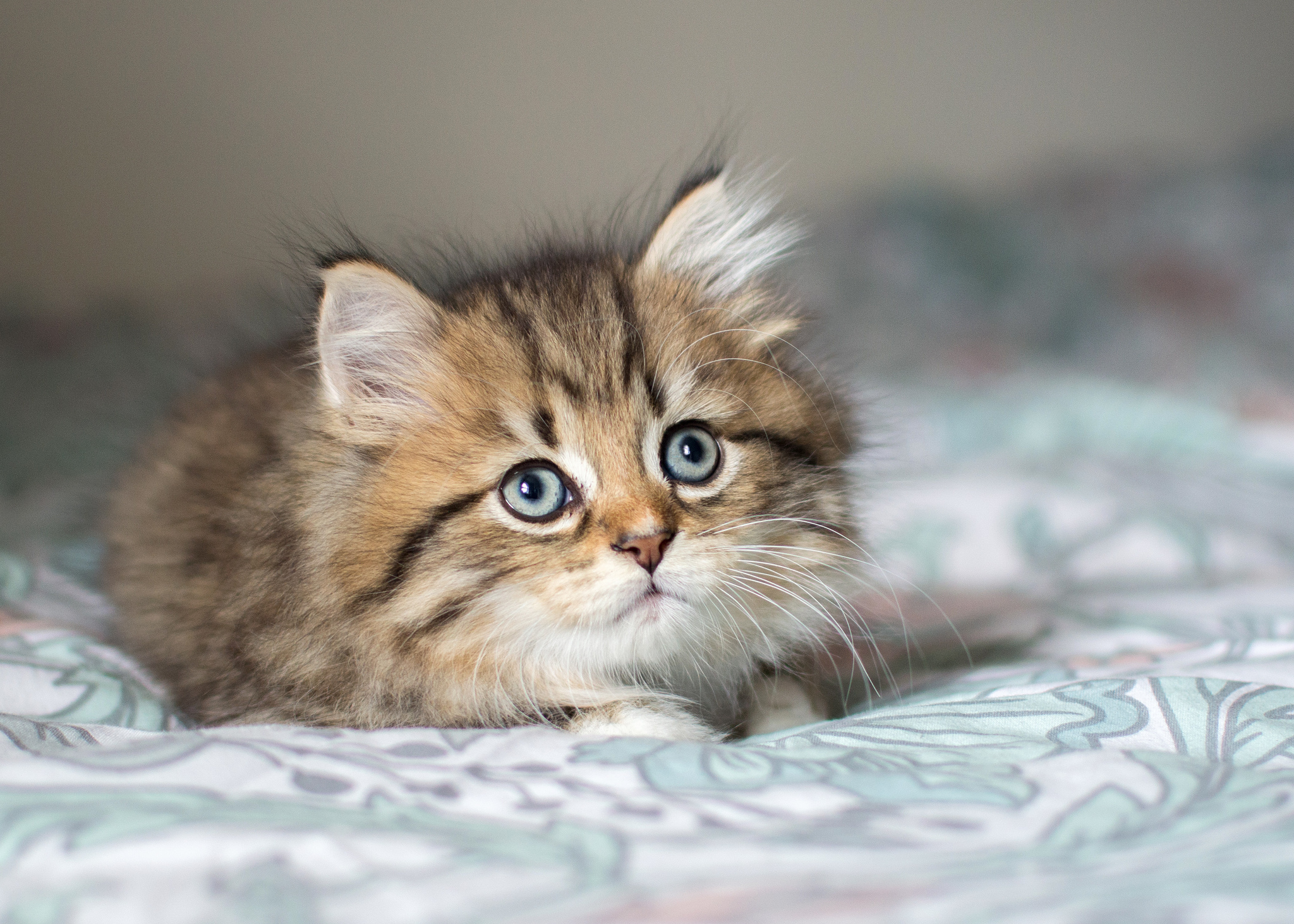 Cute Fluffy Kitten 2048x1463