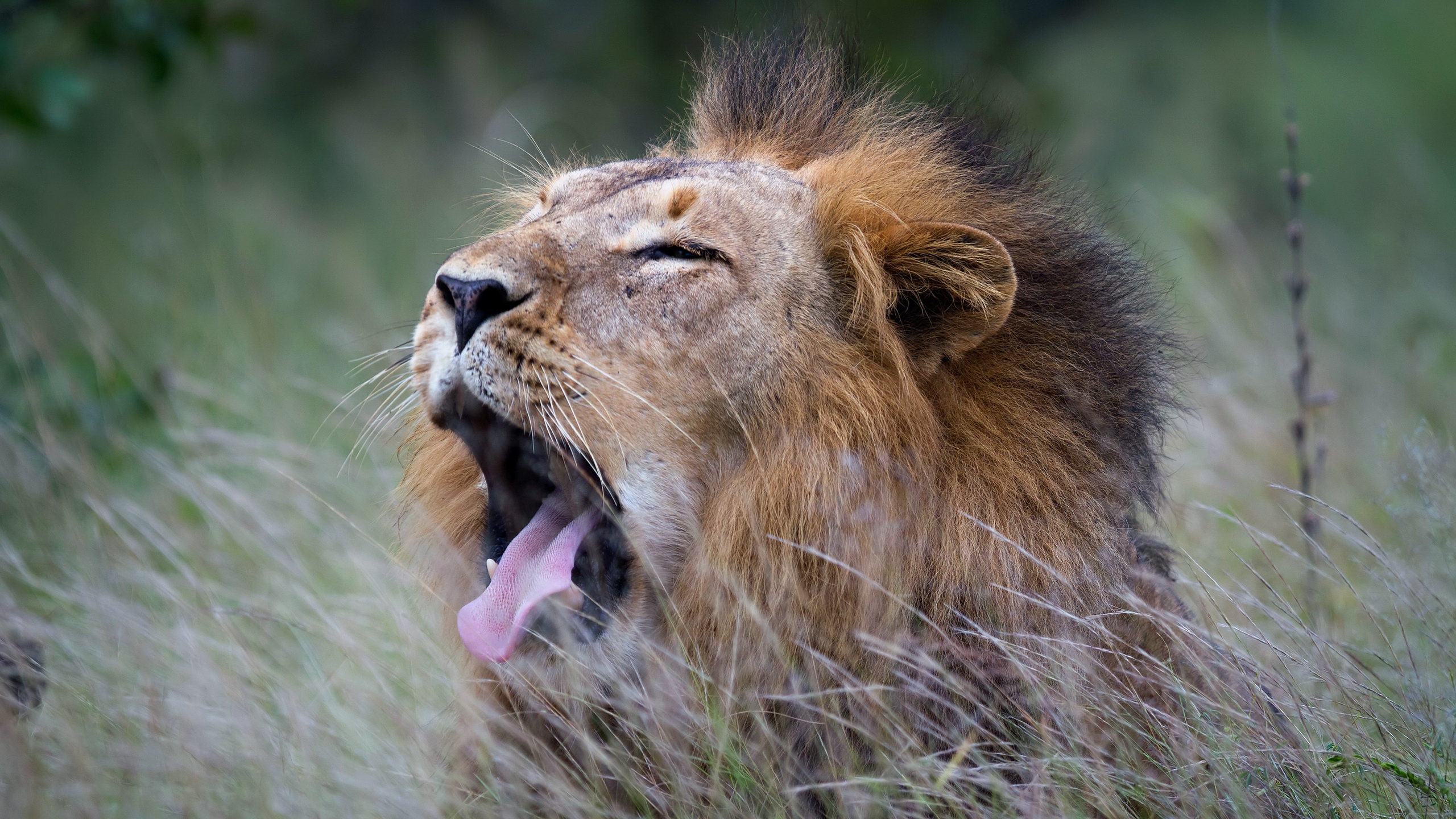 Animals Lion Mammals Big Cats Nature Yawning Feline Tongue Out 2560x1440
