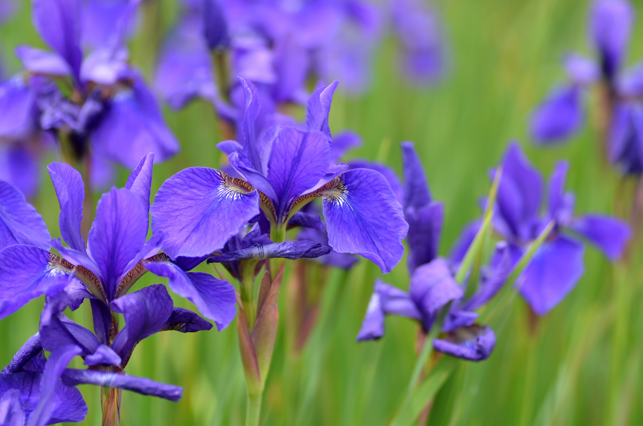 Blur Flower Nature Purple Flower 2048x1356