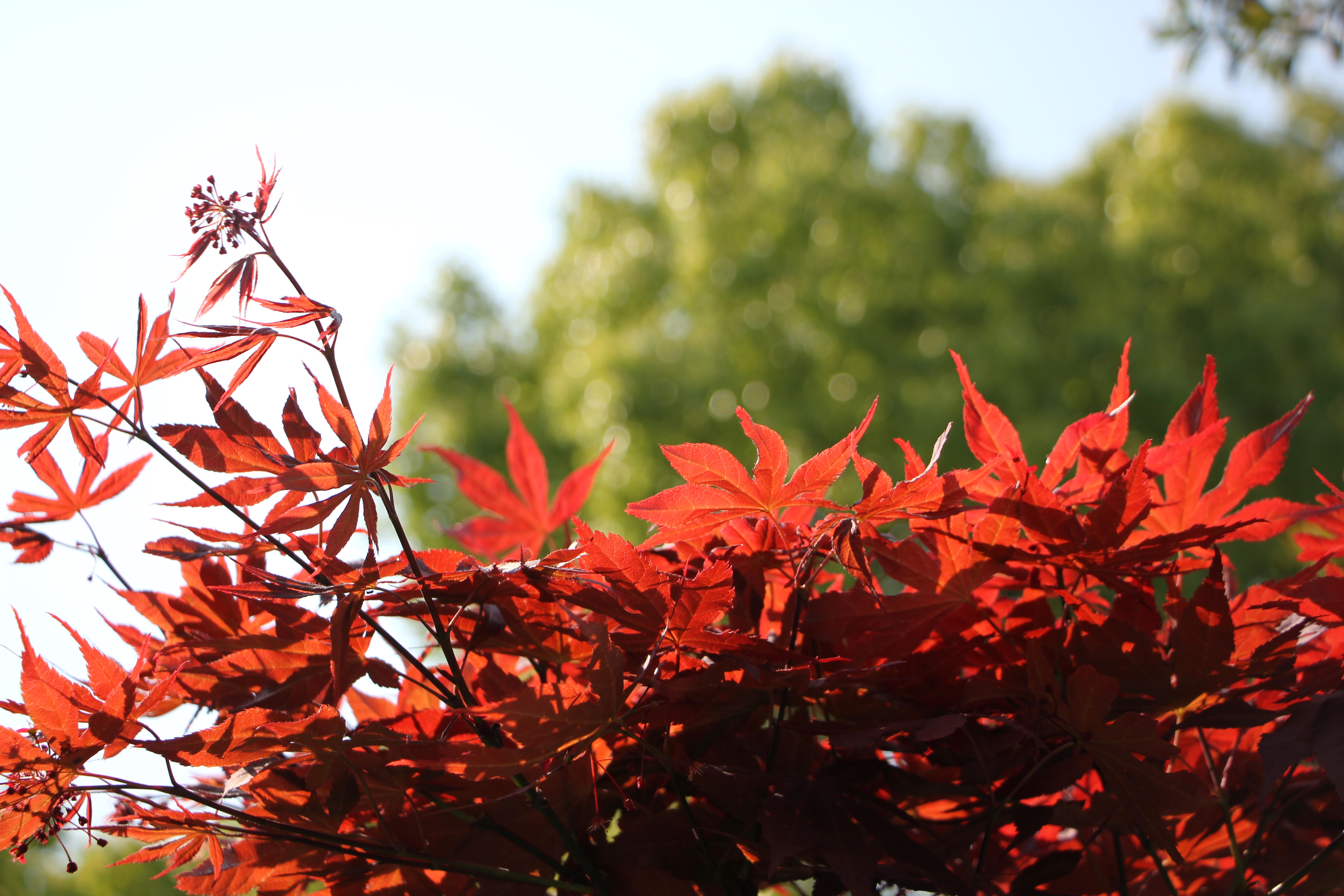 Maple Leaf Leaves Plants Nature Sunlight Red Branch 5184x3456