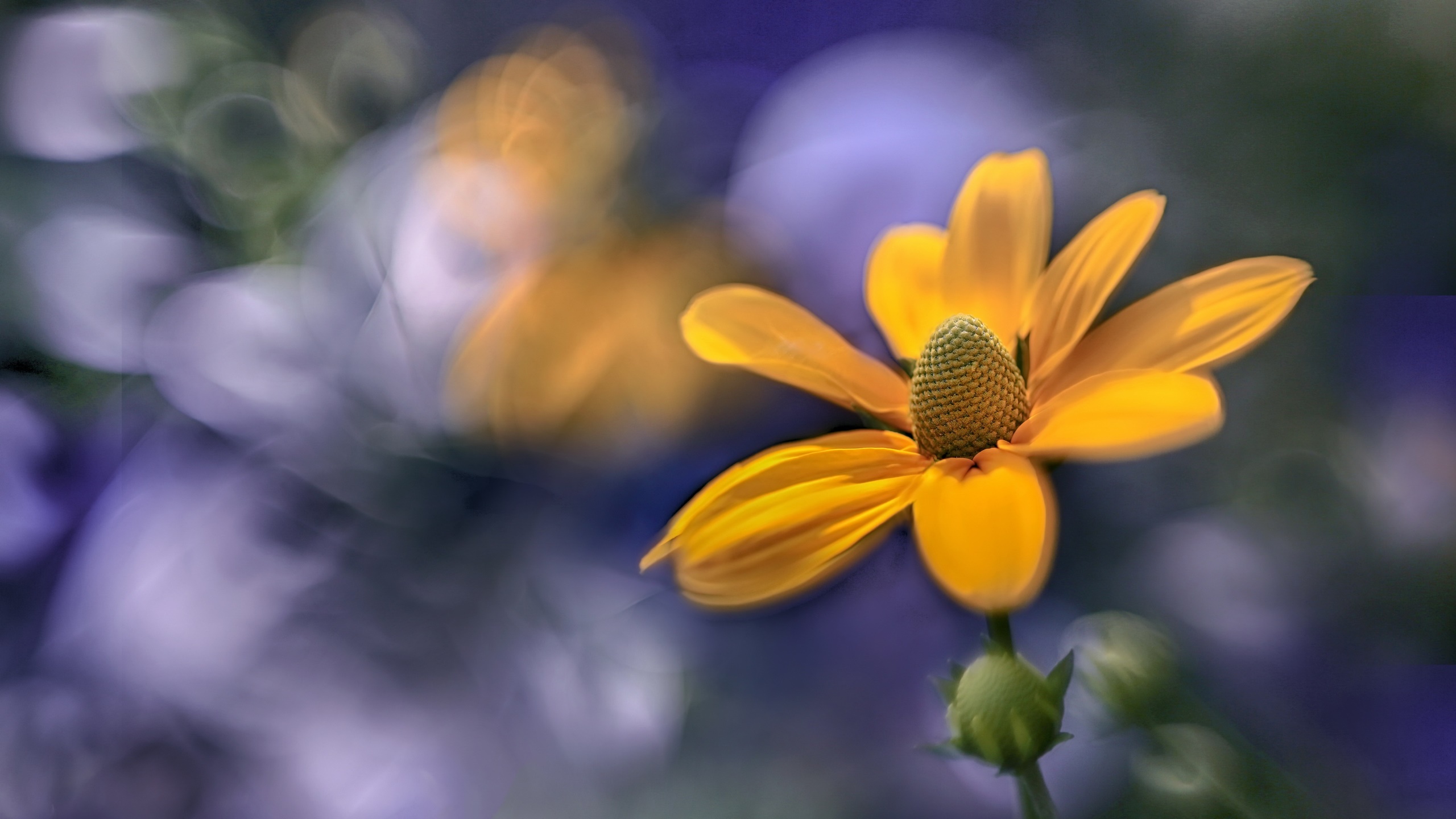 Nature Flowers Closeup Orange Flowers Plants 2560x1440