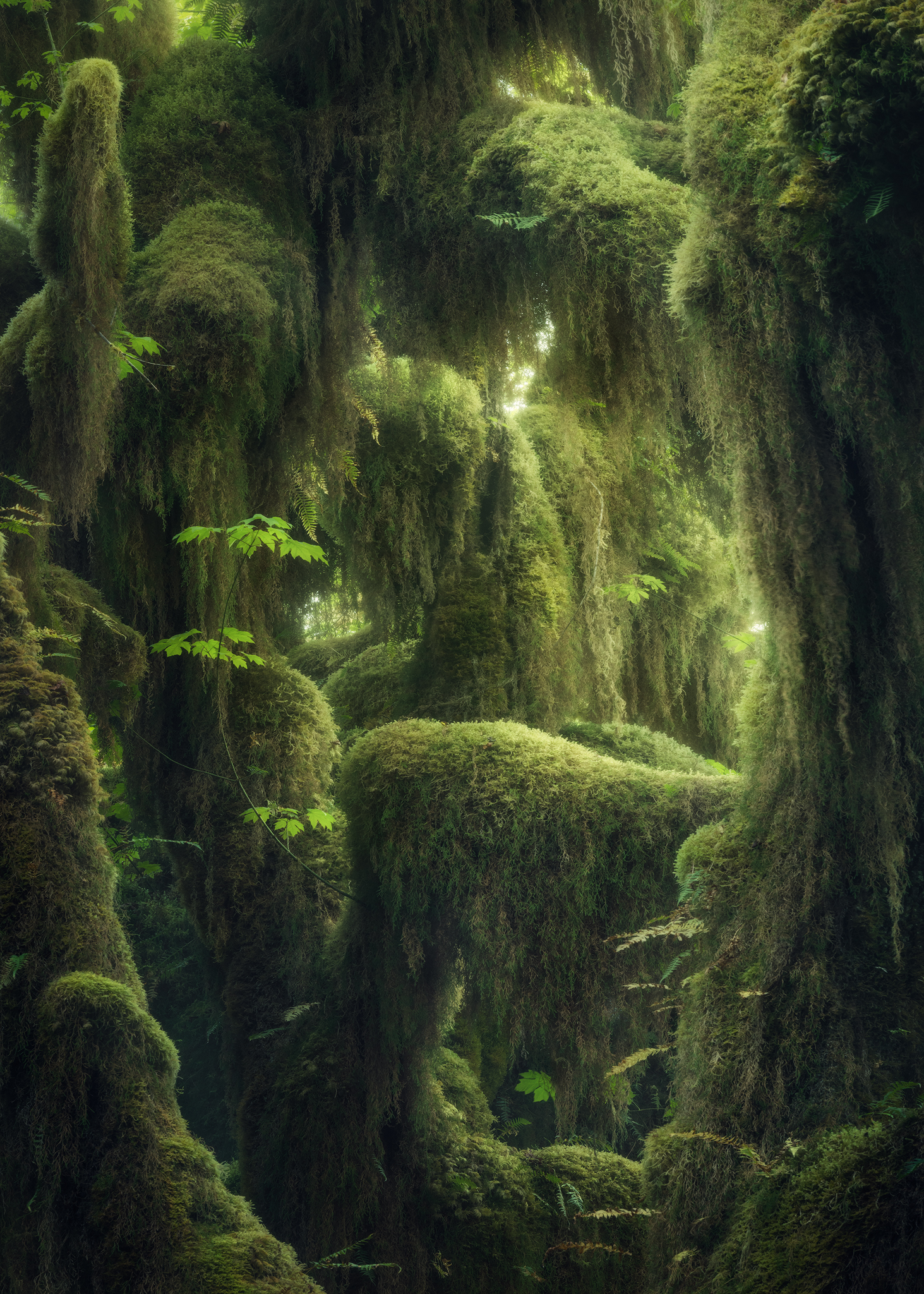 Nature Landscape Portrait Display Trees Jungle Overgrown Plants Leaves Moss Green Rainforest 1463x2048