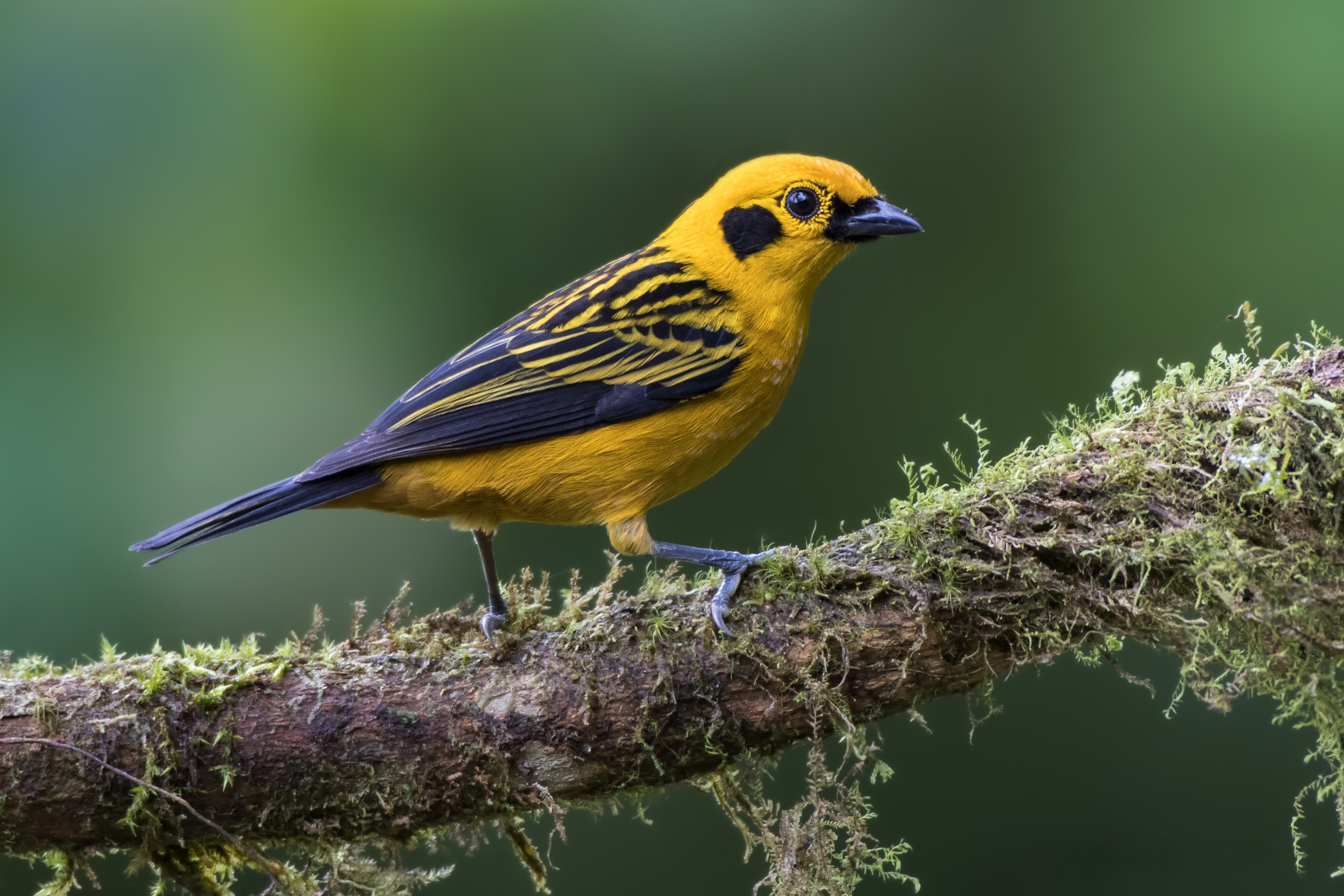 Bird Passerine Wildlife 3303x2202