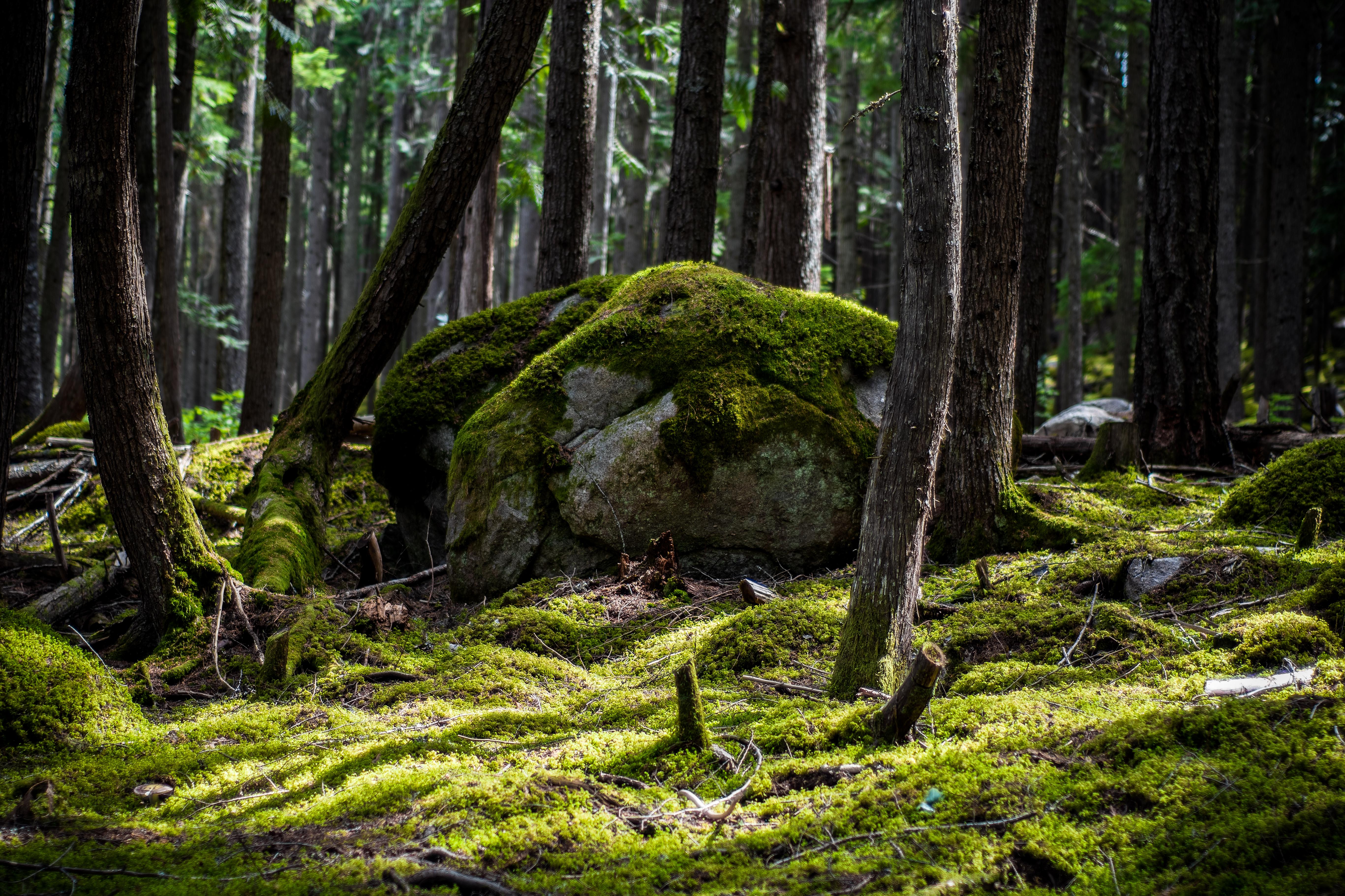 Nature Rock Moss Forest 5468x3645